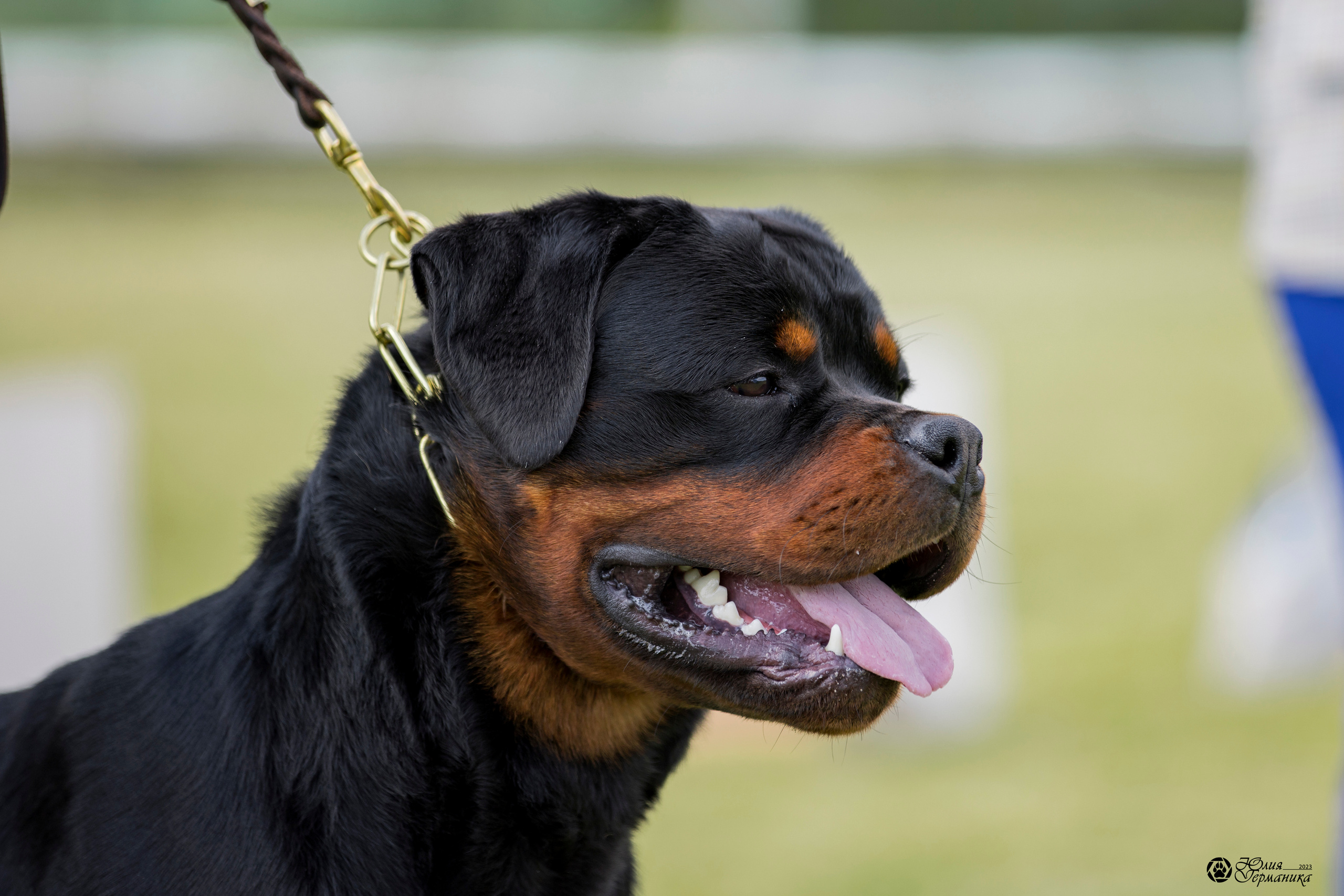 Воронеж 2хмоно ротвейлеров 3-4.06.2023. Фотограф-анималист Юлия Германика