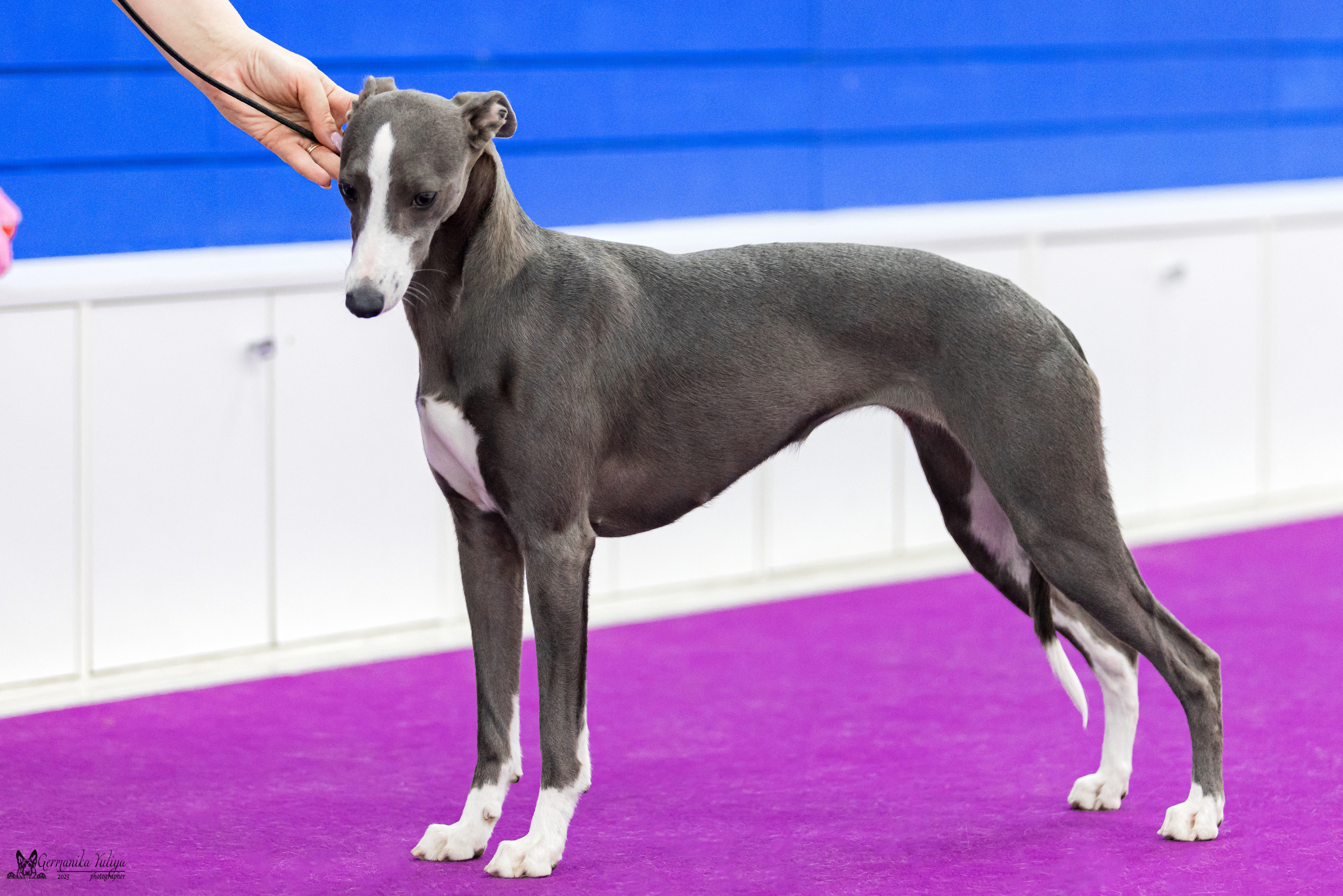 Сфера+МД 8-9.04.2023. Фотограф-анималист Юлия Германика