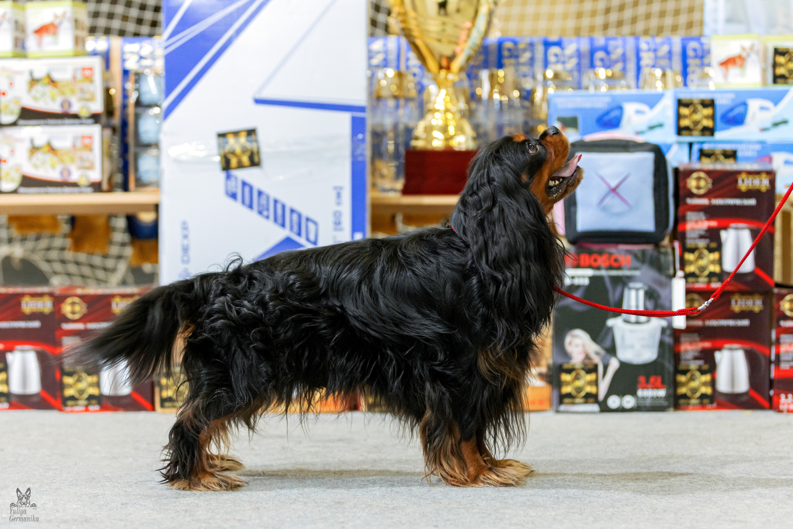 Тверь 01.04.2023. Фотограф-анималист Юлия Германика