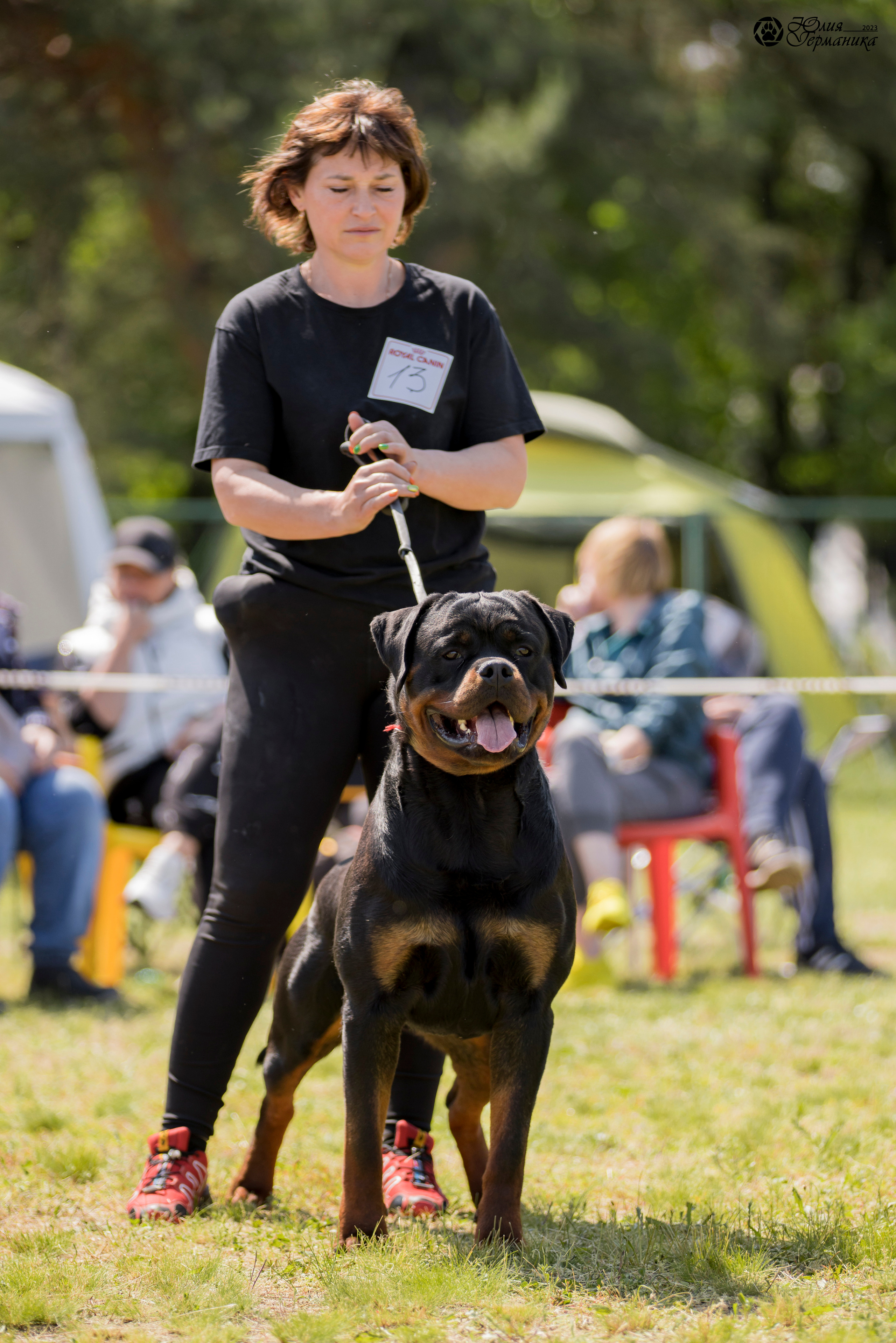 Воронеж 2хмоно ротвейлеров 3-4.06.2023. Фотограф-анималист Юлия Германика