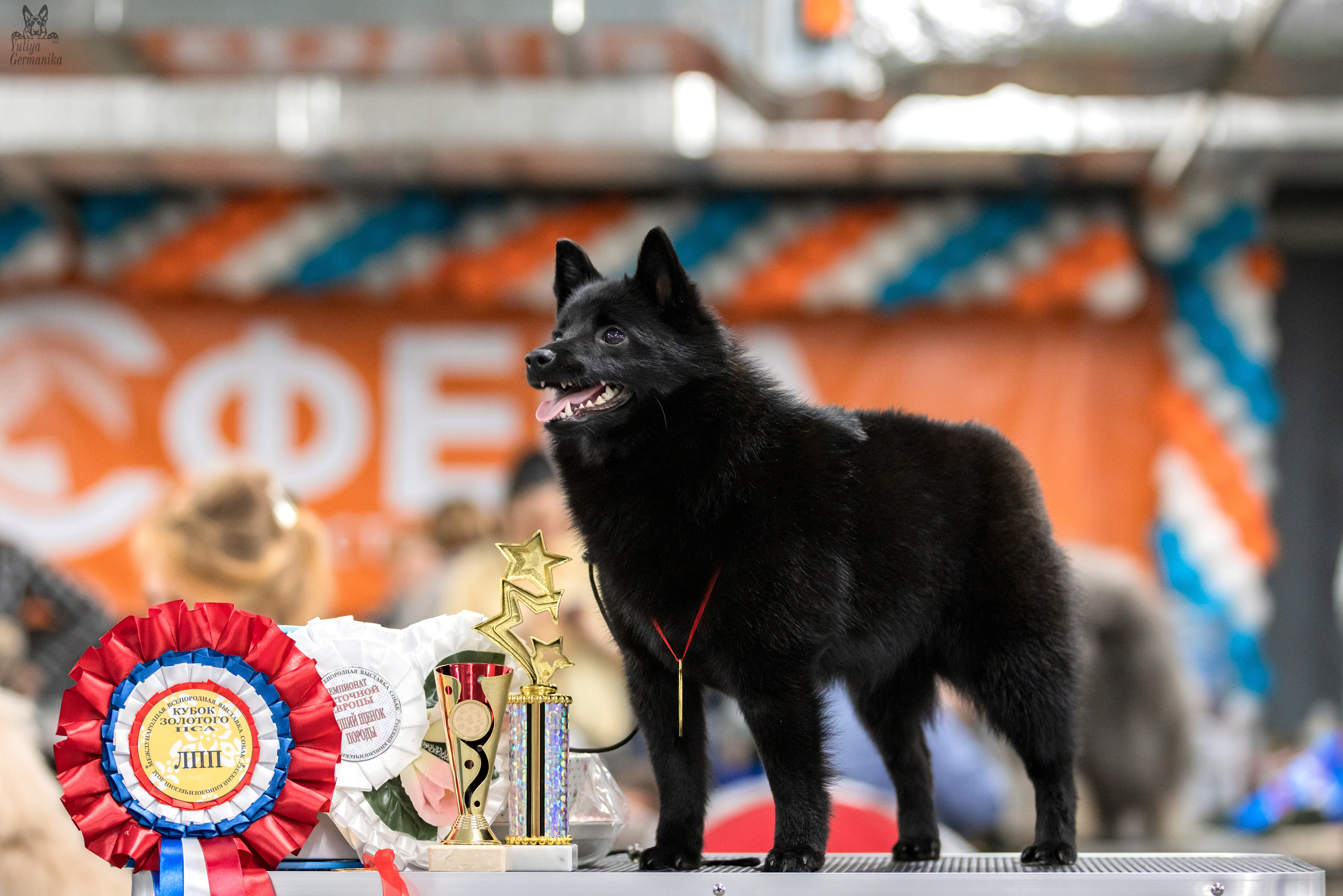 Сфера 25-26.03.2023. Фотограф-анималист Юлия Германика