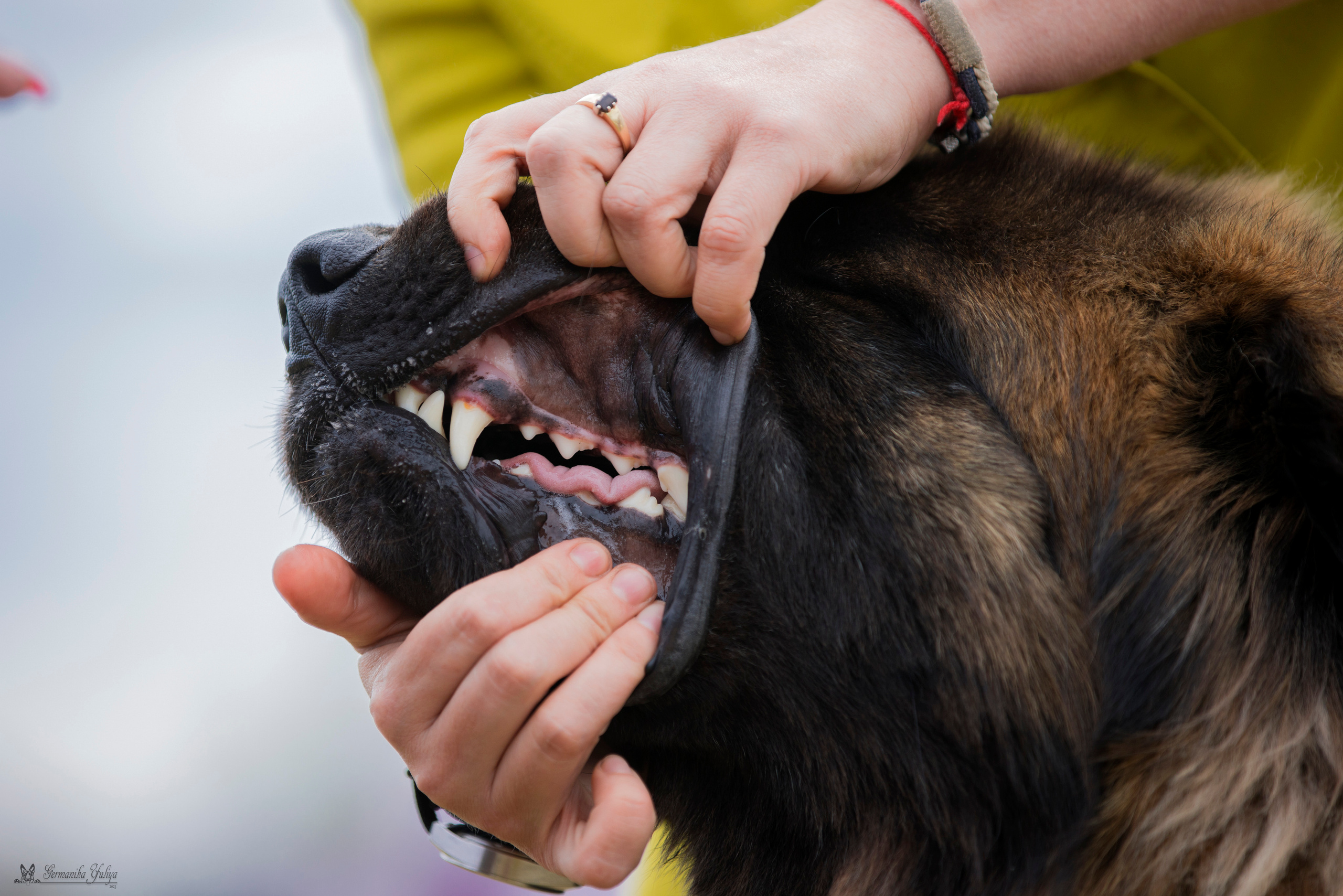 Волжанка 8.07.2023. Фотограф-анималист Юлия Германика