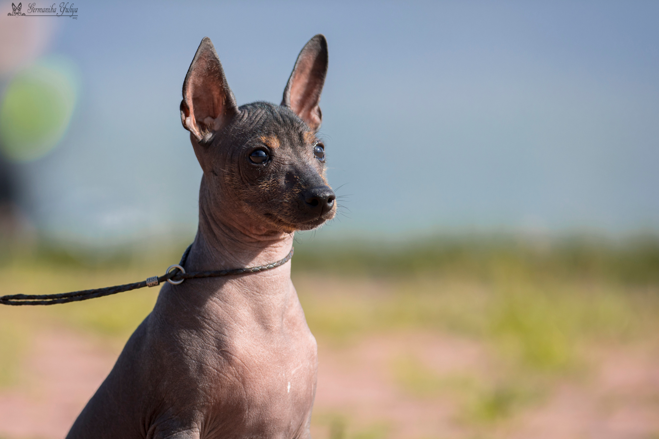 Волжанка 8.07.2023. Фотограф-анималист Юлия Германика