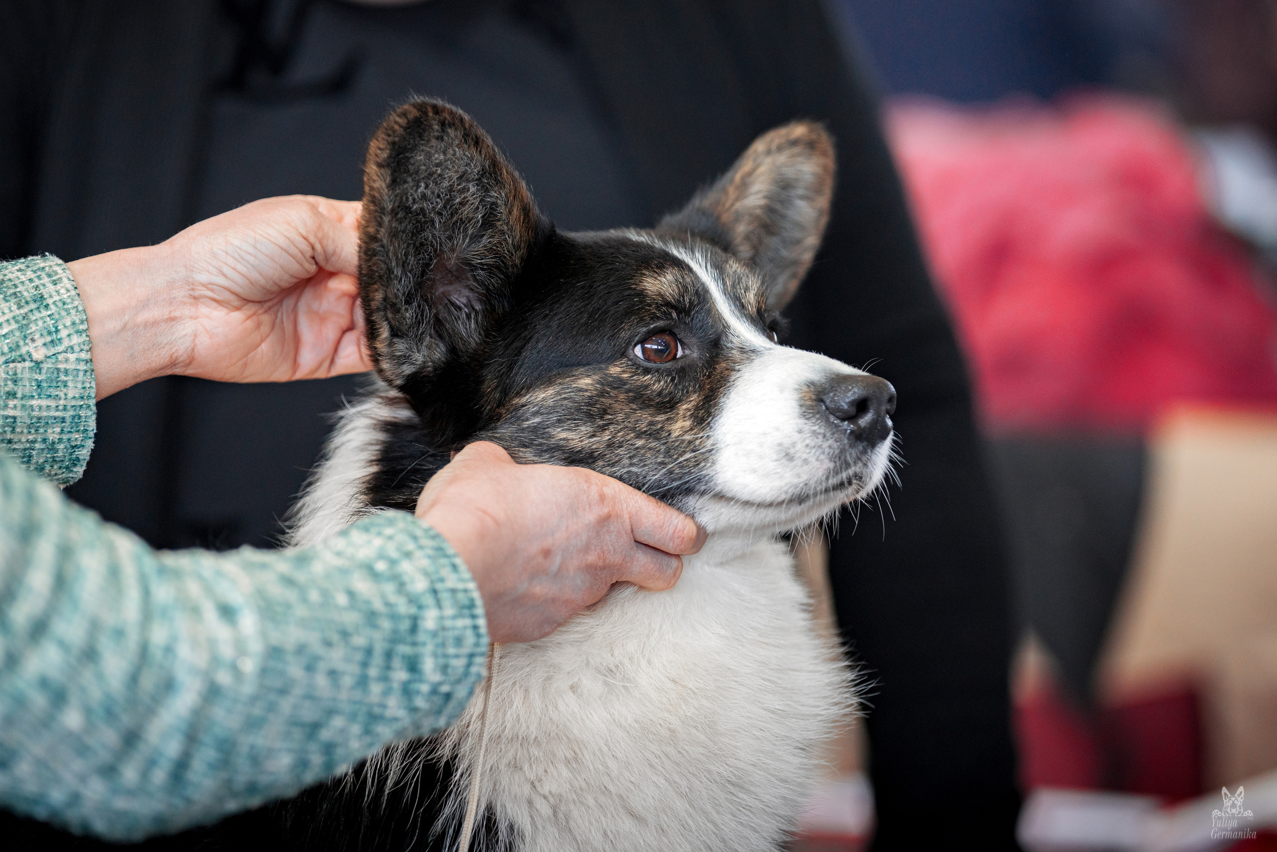 Тверь 01.04.2023. Фотограф-анималист Юлия Германика
