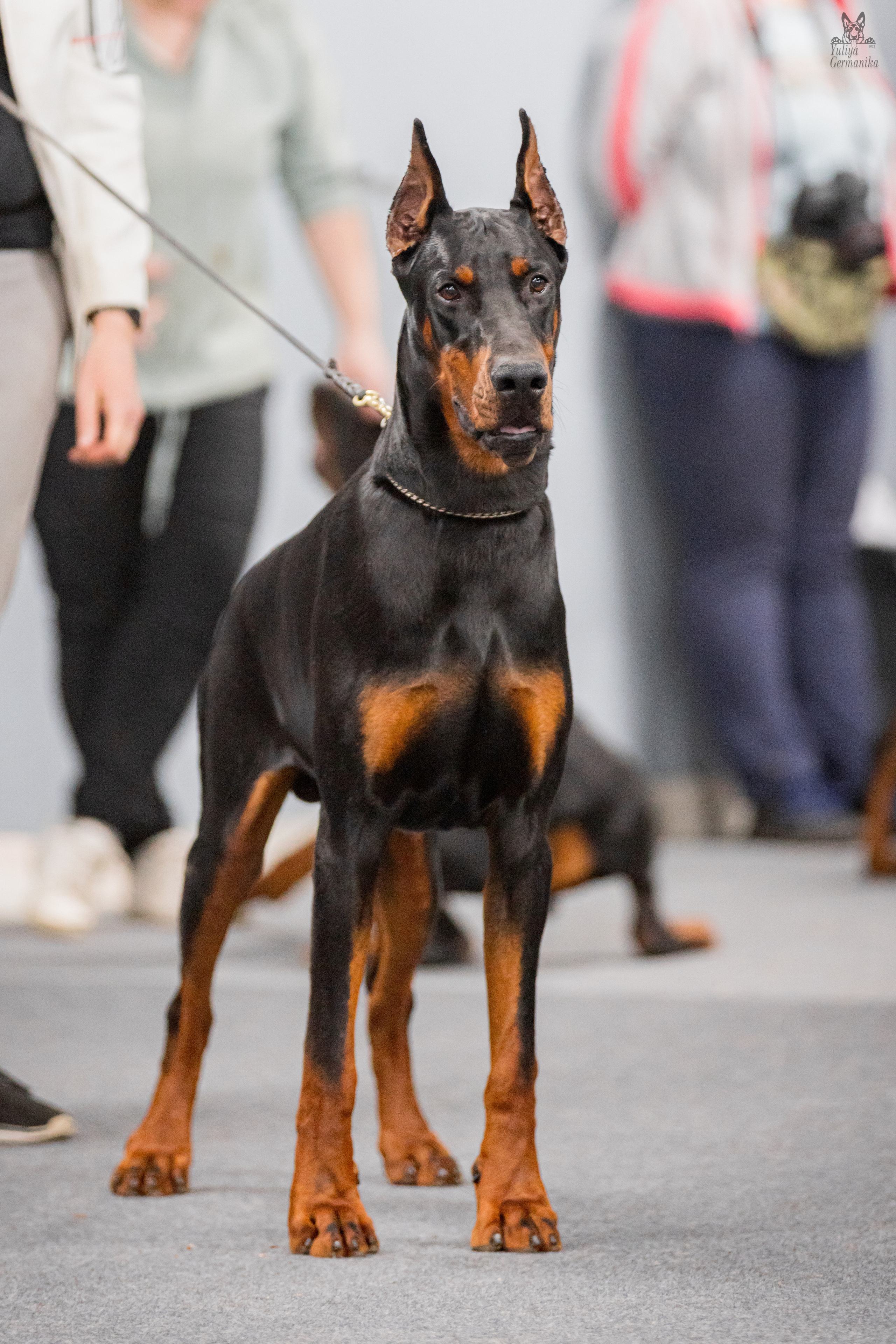 Сфера+доберманы 02.04.2023. Фотограф-анималист Юлия Германика