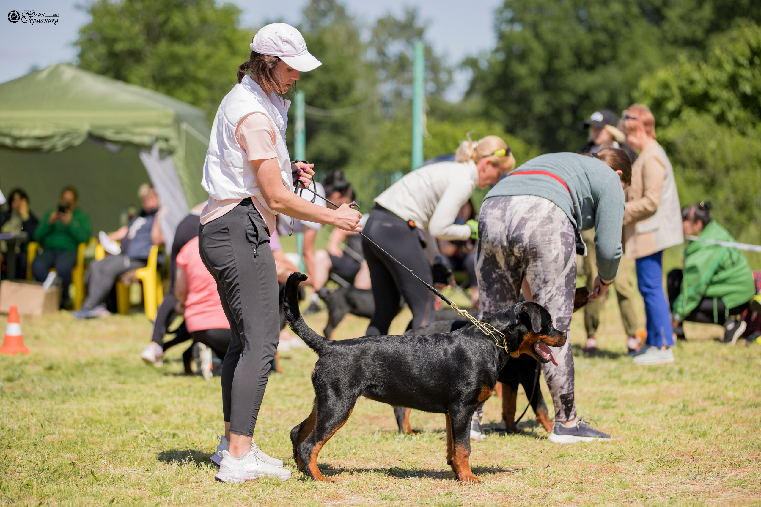 Воронеж 2хмоно ротвейлеров 3-4.06.2023. Фотограф-анималист Юлия Германика