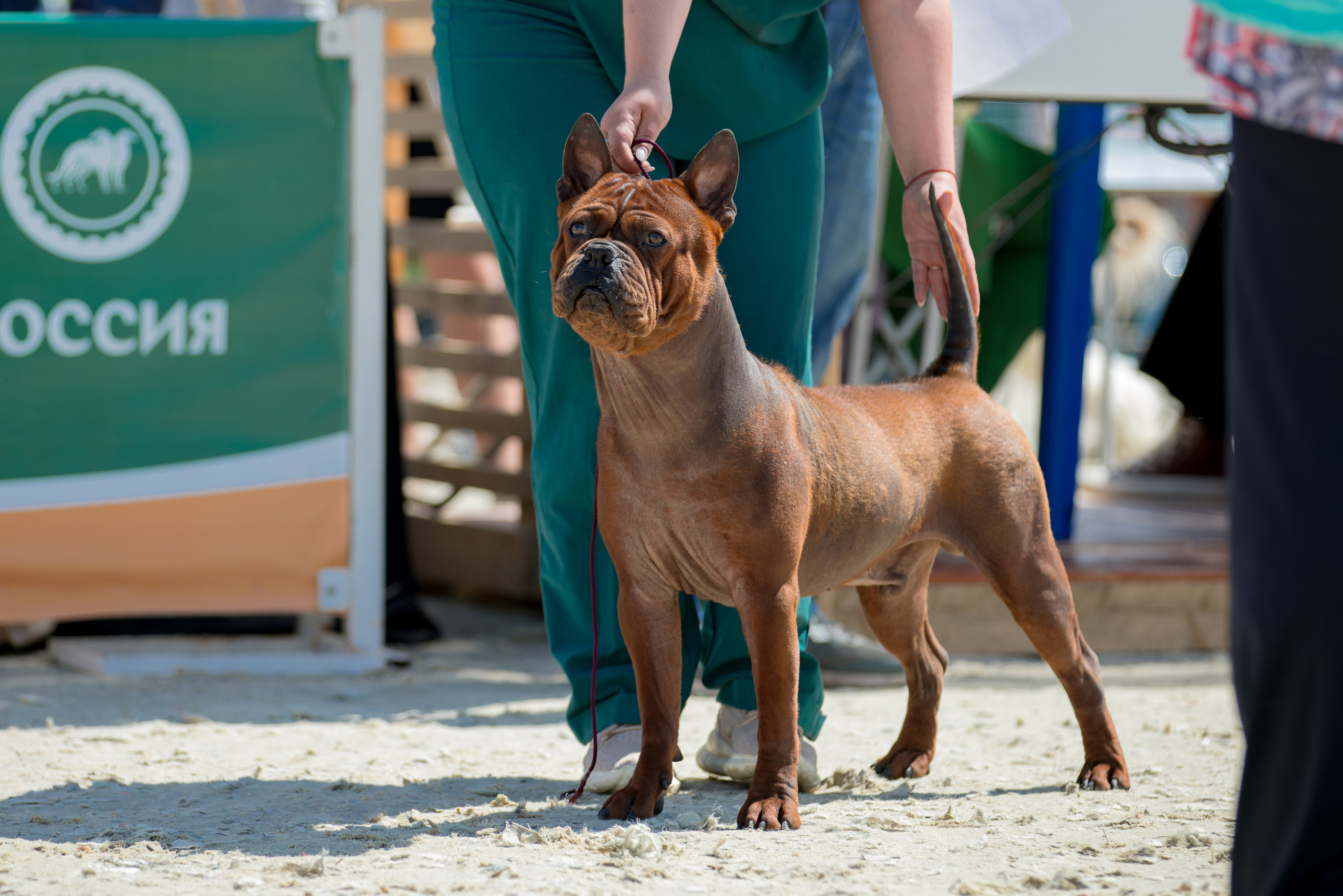 Россия 10-11.06.2023. Фотограф-анималист Юлия Германика