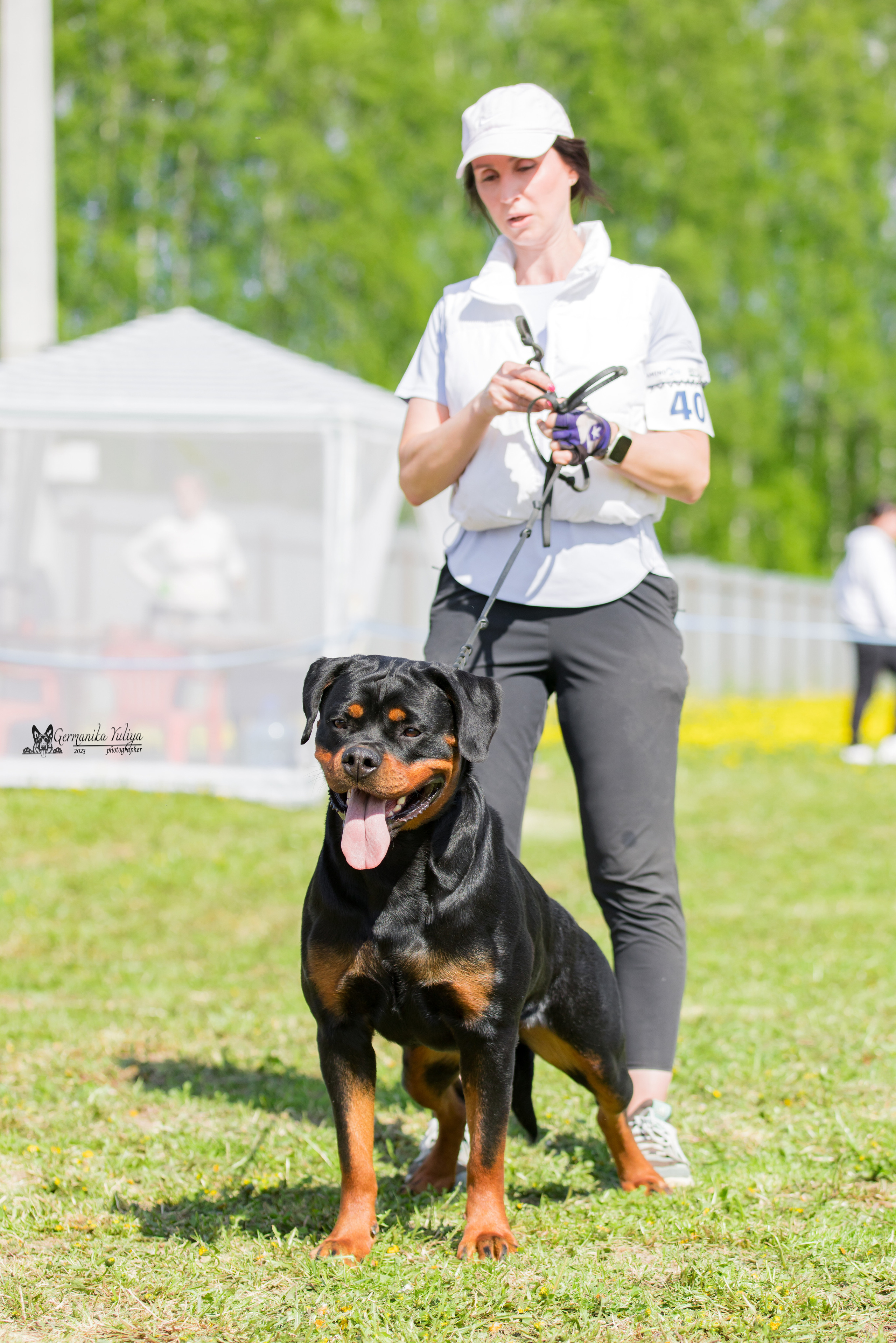 Нижний Новгород моно ротвейлеров 13.05.2023. Фотограф-анималист Юлия Германика