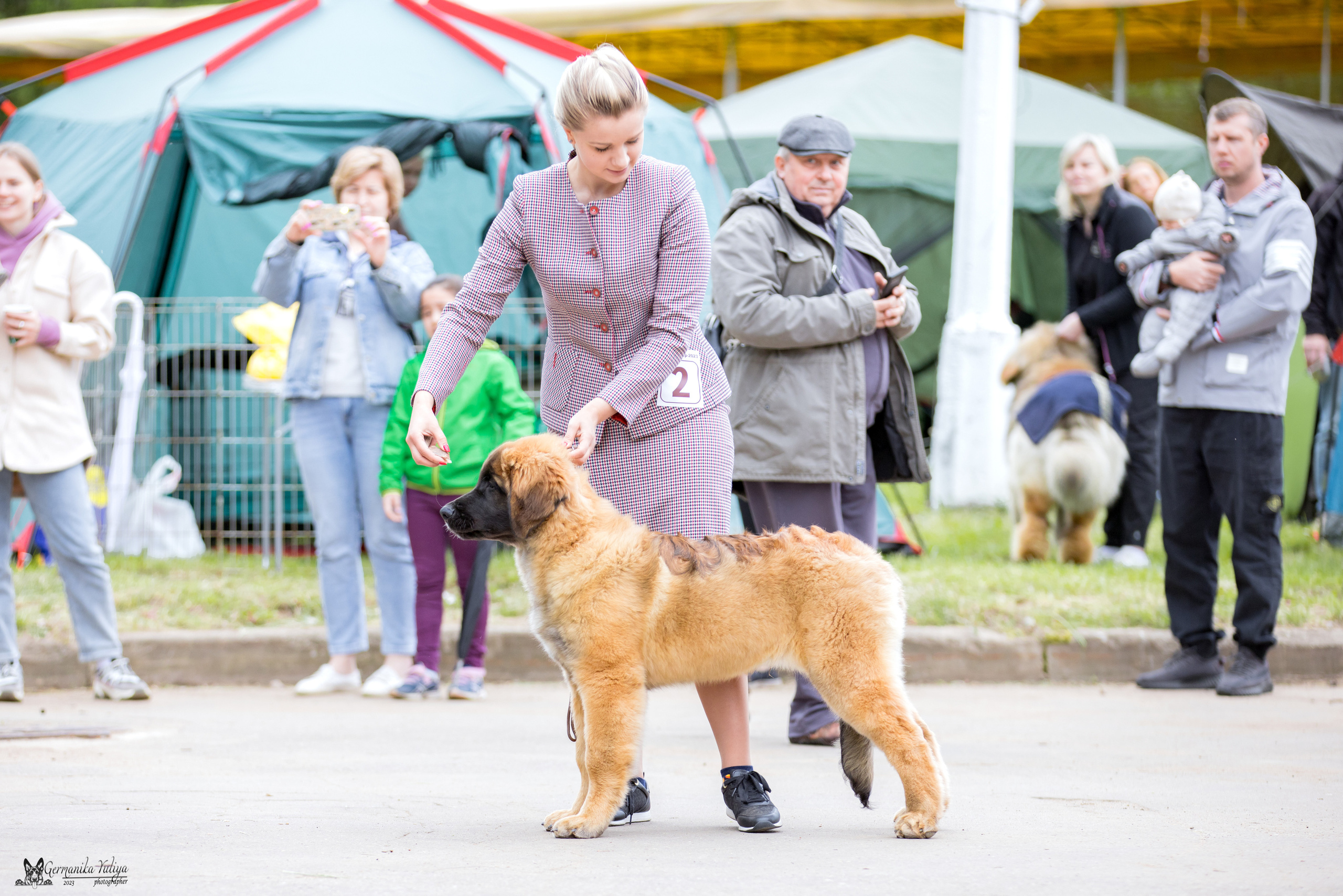 Националка Леонбергеров 28.05.2023. Фотограф-анималист Юлия Германика