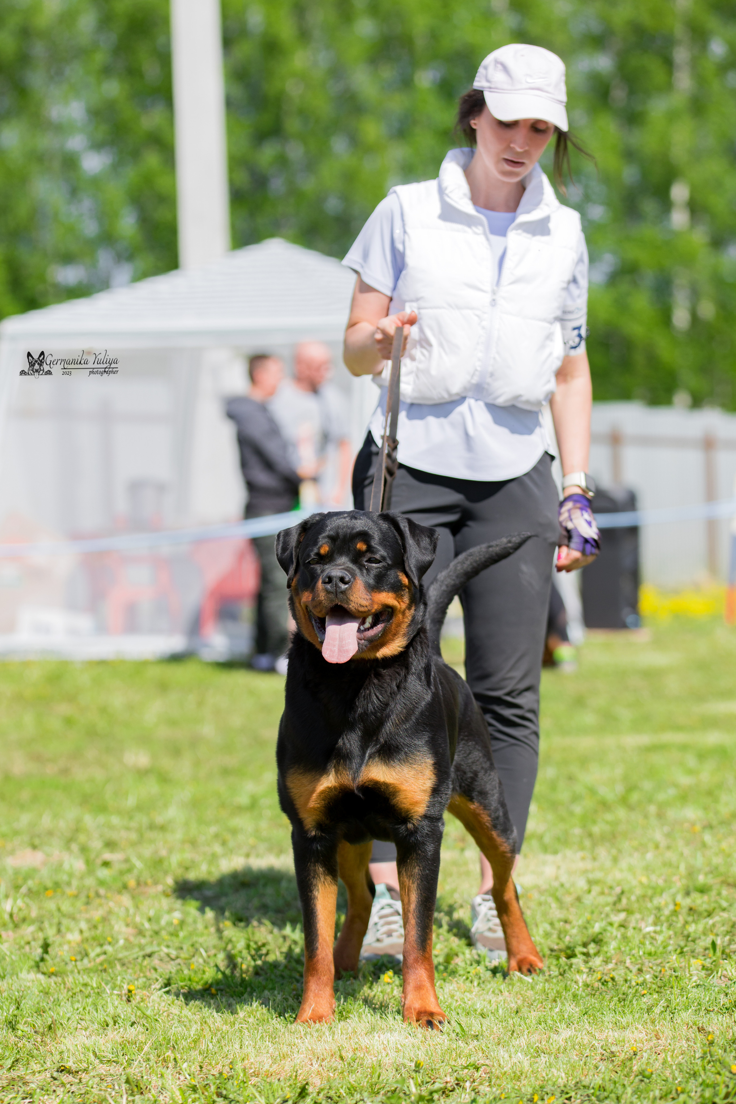 Нижний Новгород моно ротвейлеров 13.05.2023. Фотограф-анималист Юлия Германика