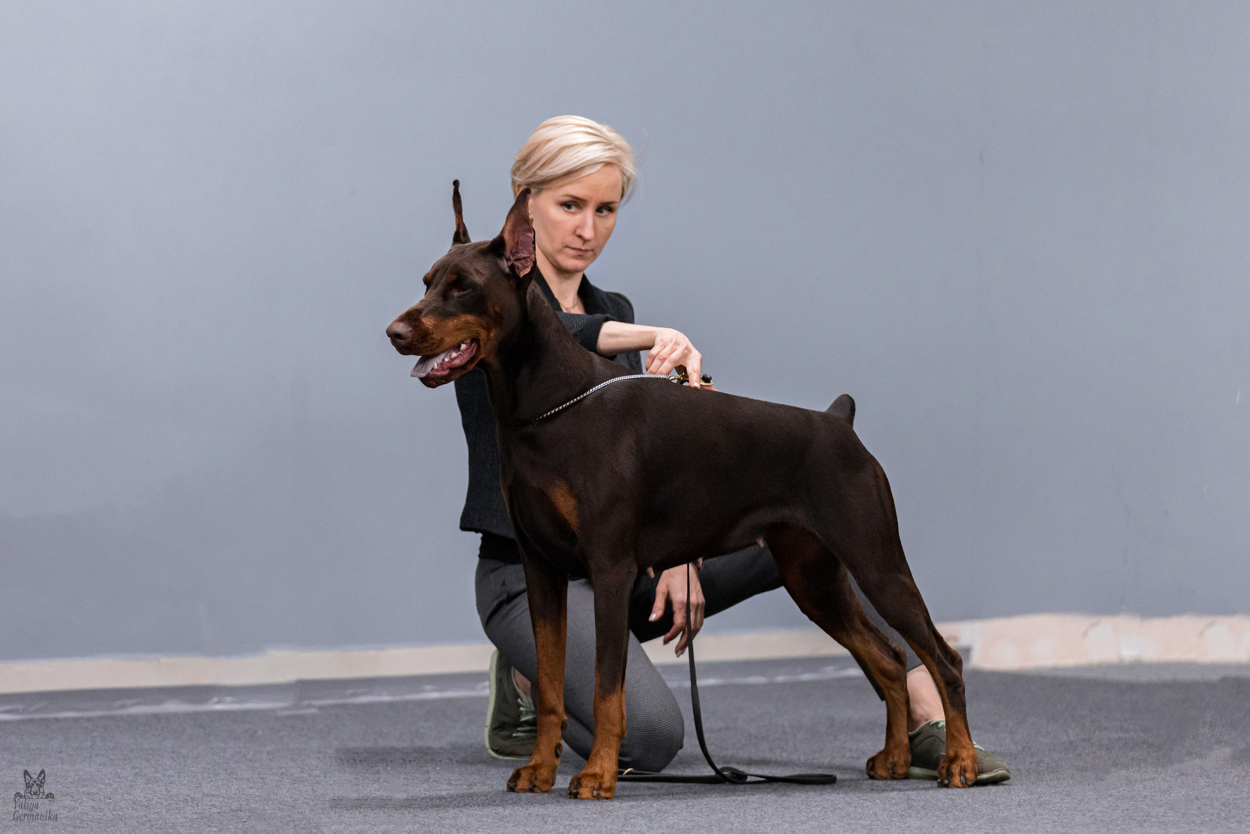 Сфера+доберманы 02.04.2023. Фотограф-анималист Юлия Германика