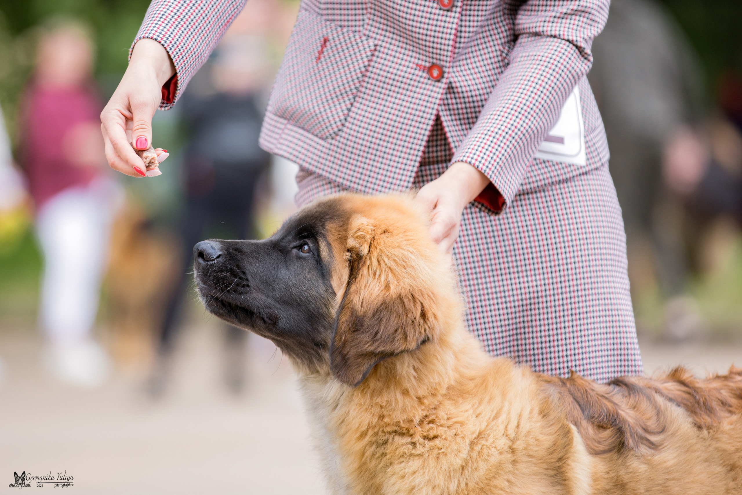 Националка Леонбергеров 28.05.2023. Фотограф-анималист Юлия Германика