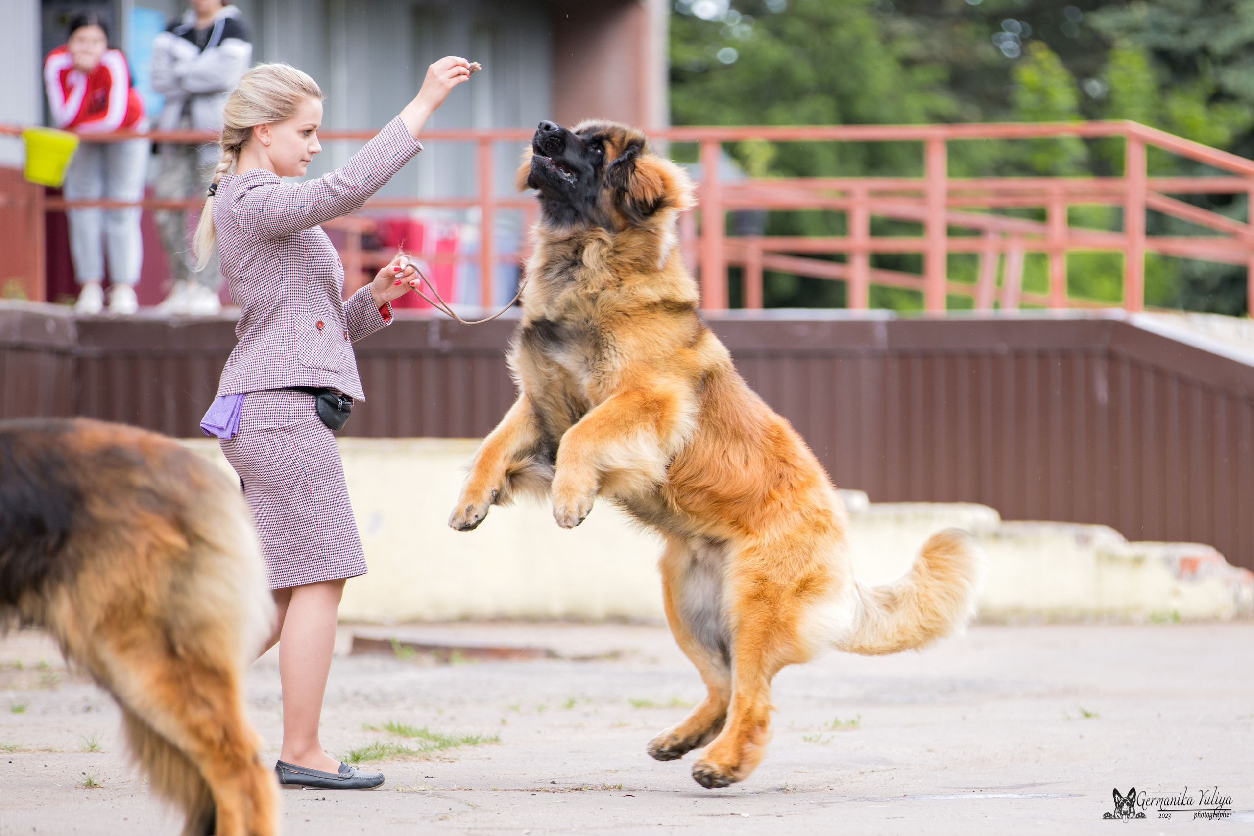 Националка Леонбергеров 28.05.2023. Фотограф-анималист Юлия Германика
