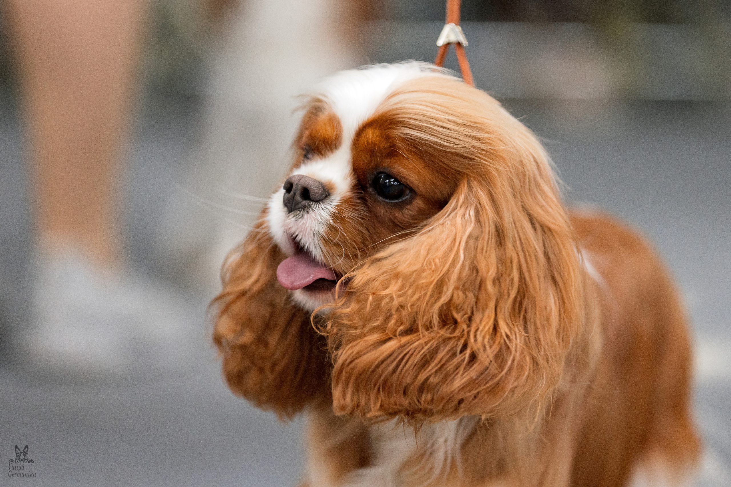 Сфера 25-26.03.2023. Фотограф-анималист Юлия Германика