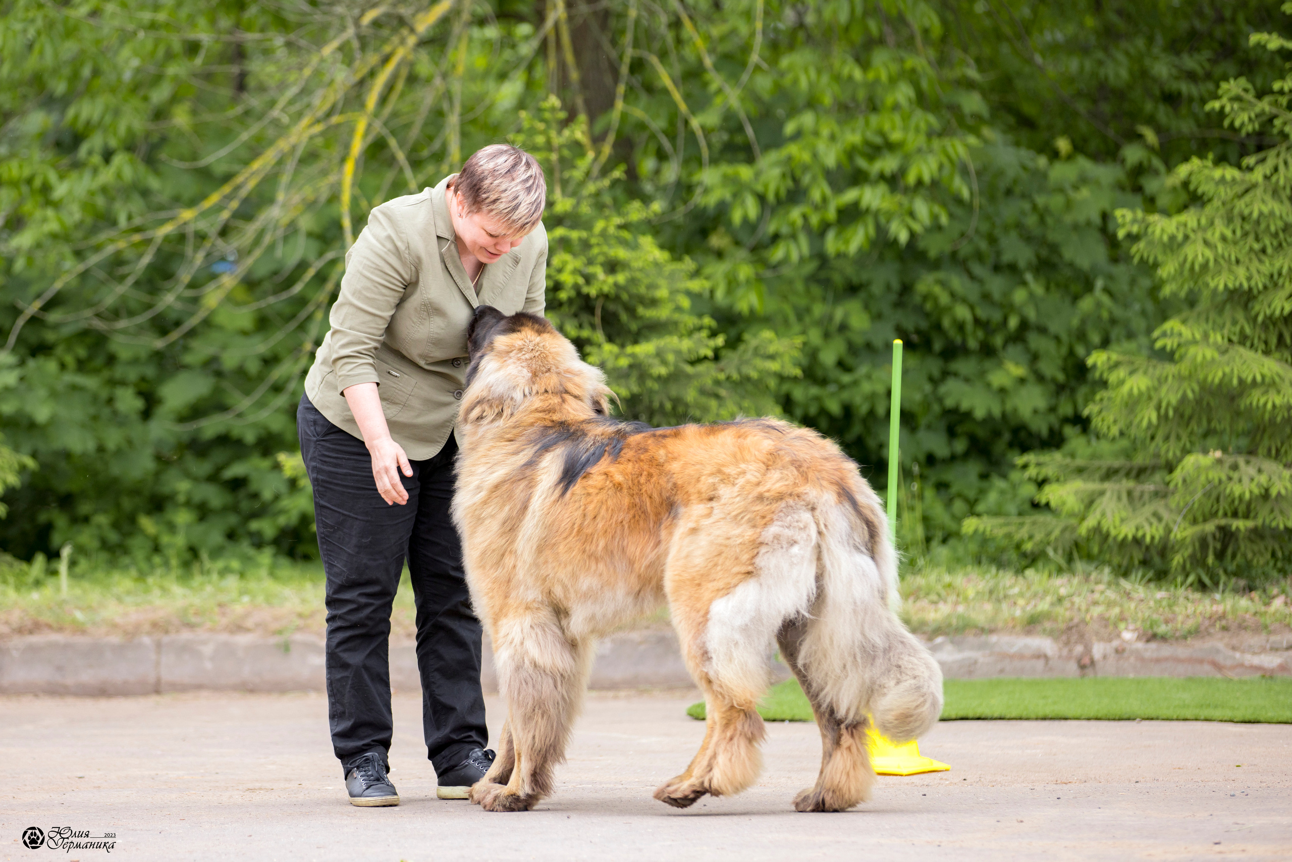 Националка Леонбергеров 28.05.2023. Фотограф-анималист Юлия Германика