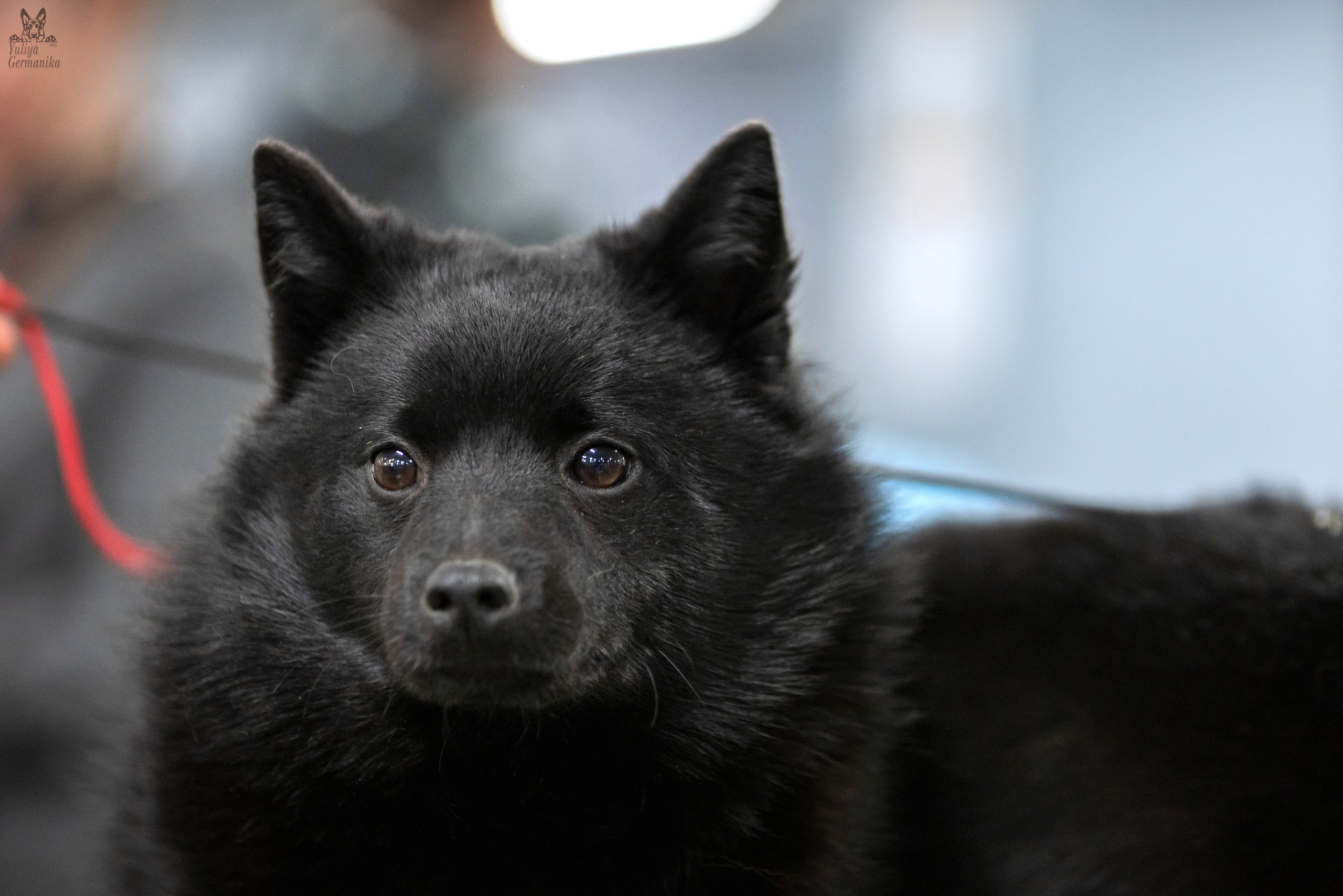 Сфера 25-26.03.2023. Фотограф-анималист Юлия Германика