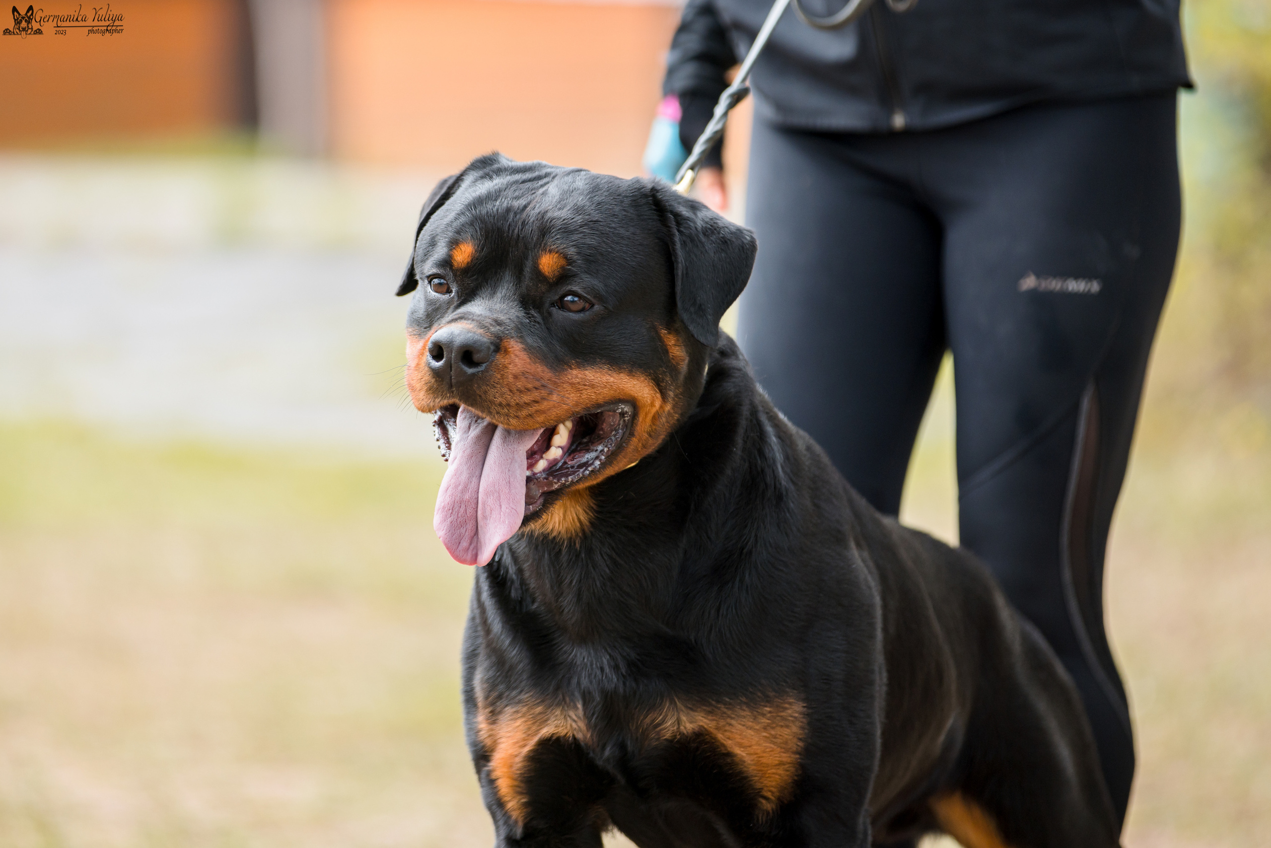 Саратов 2хмоно ротвейлеров 22-23.04.2023. Фотограф-анималист Юлия Германика