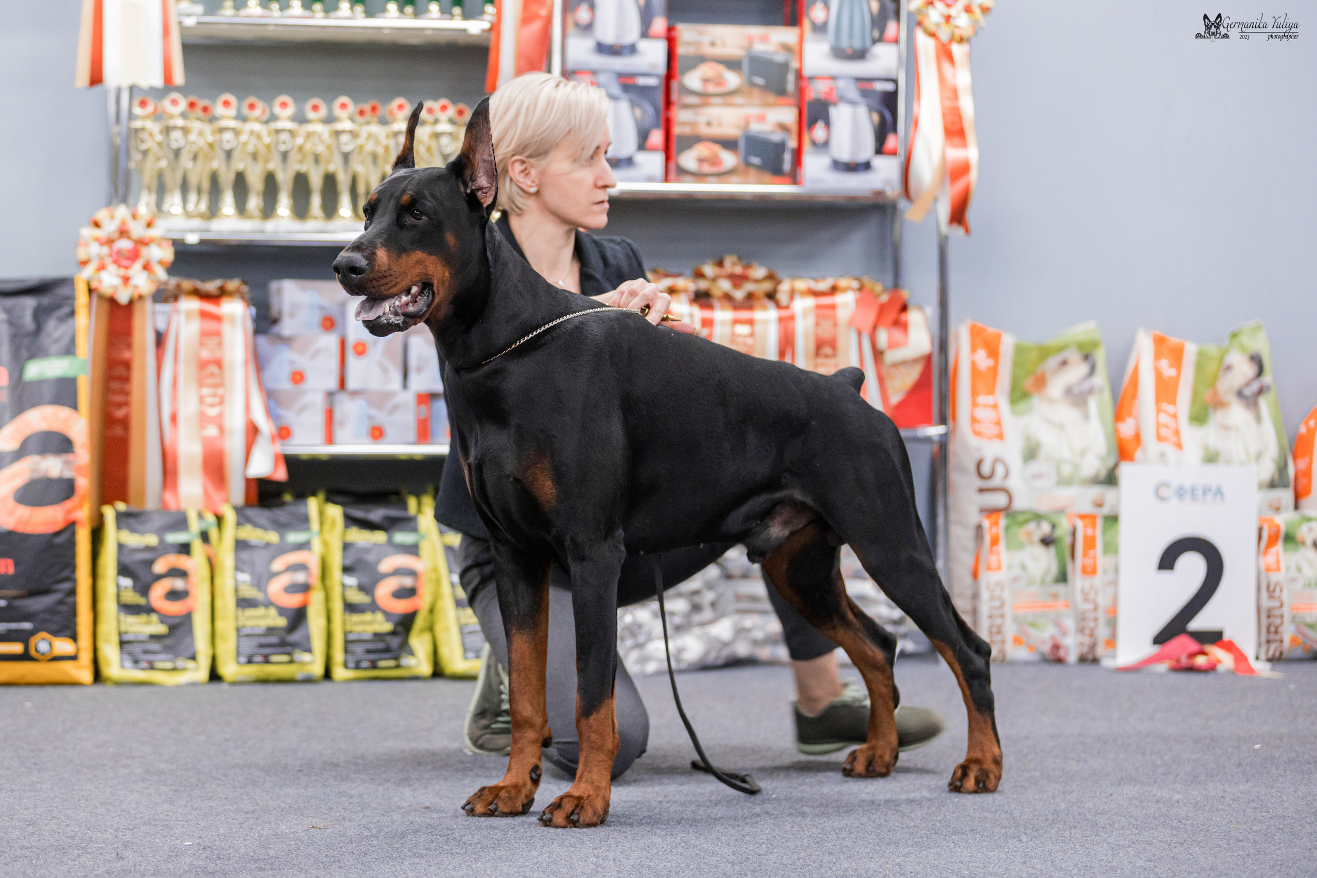 Сфера+доберманы 02.04.2023. Фотограф-анималист Юлия Германика