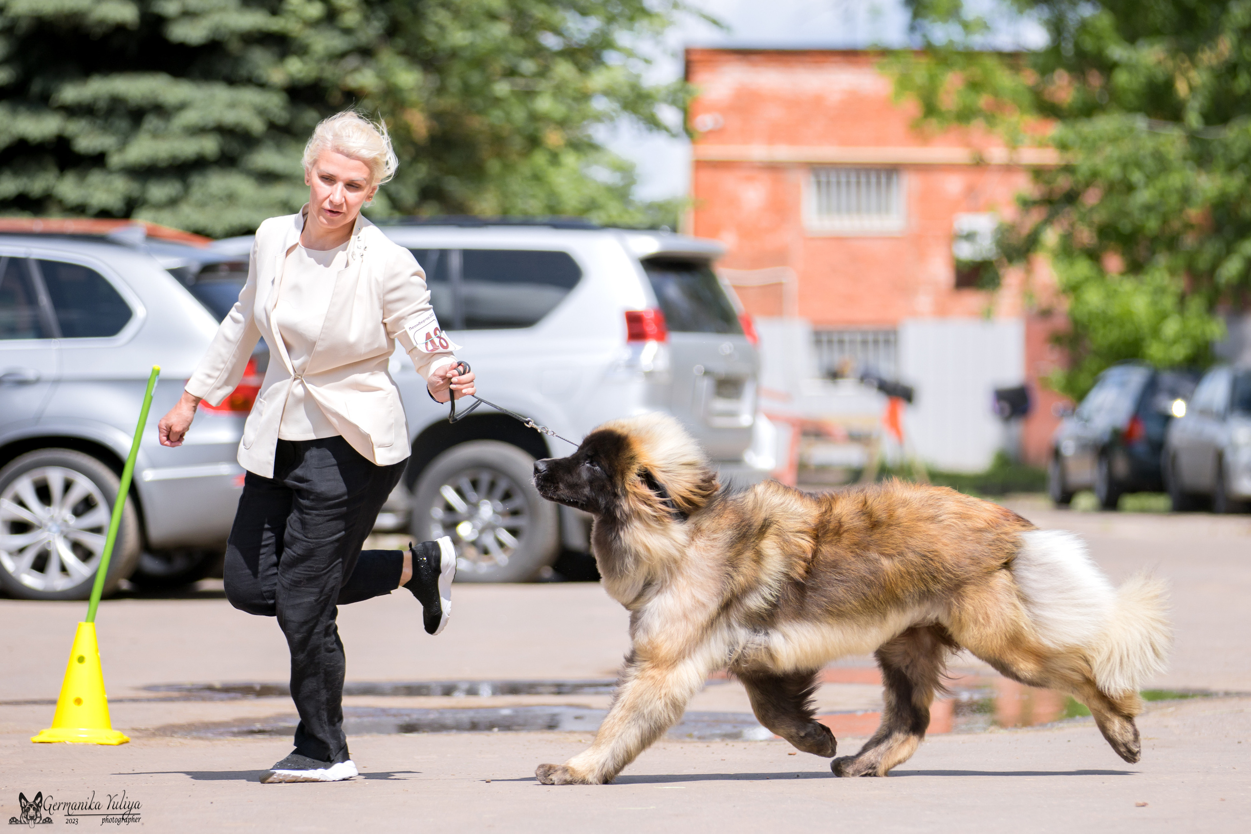 Националка Леонбергеров 28.05.2023. Фотограф-анималист Юлия Германика