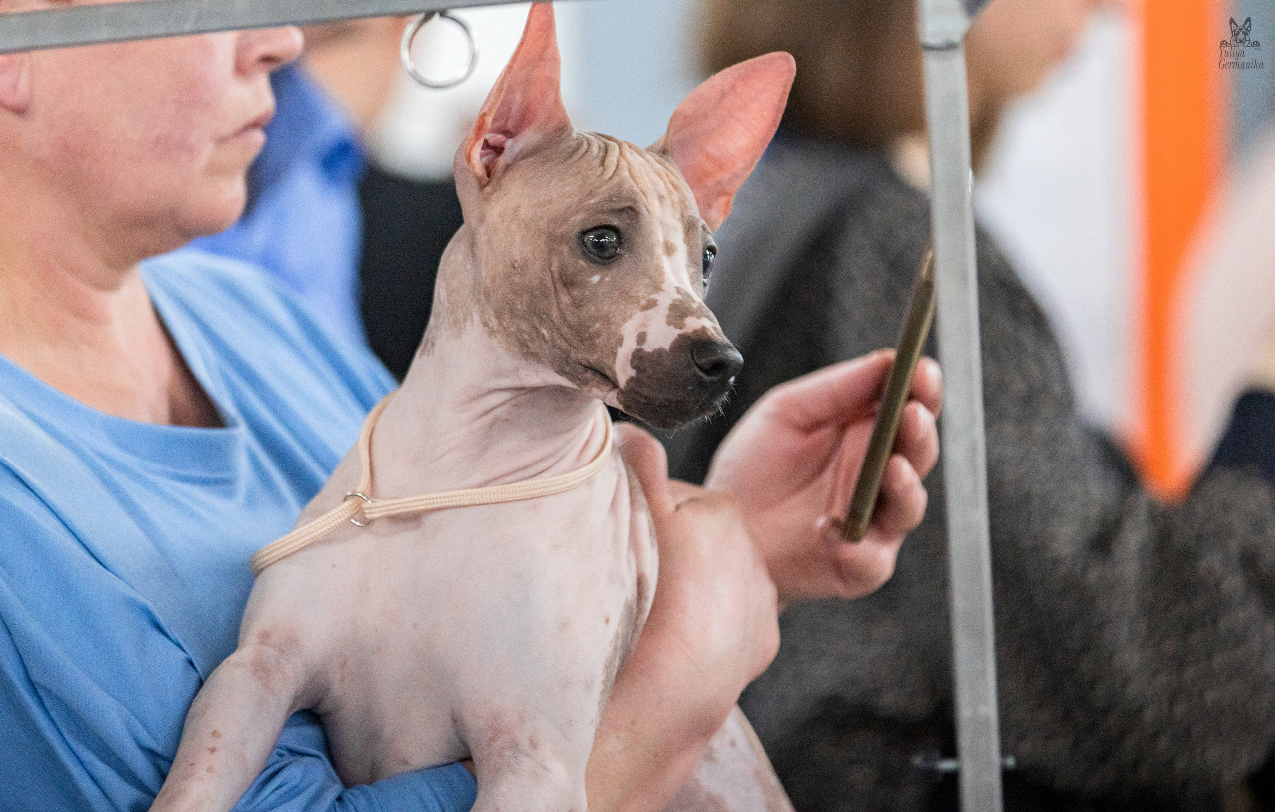 Сфера+доберманы 02.04.2023. Фотограф-анималист Юлия Германика