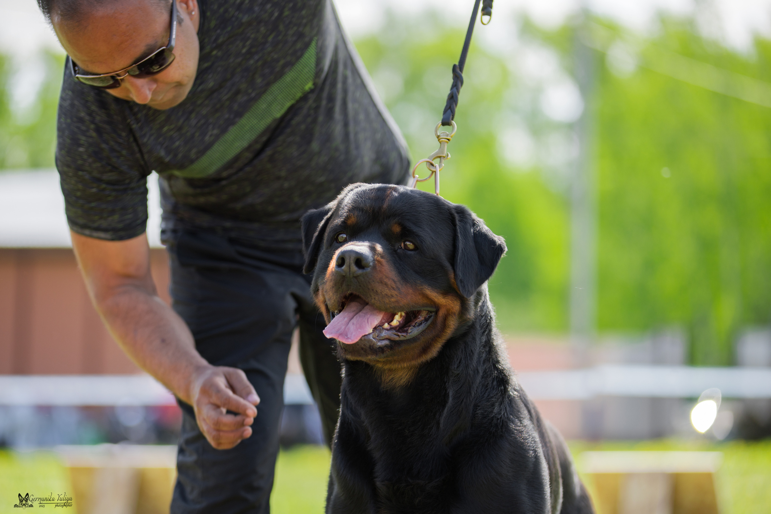 Нижний Новгород моно ротвейлеров 13.05.2023. Фотограф-анималист Юлия Германика