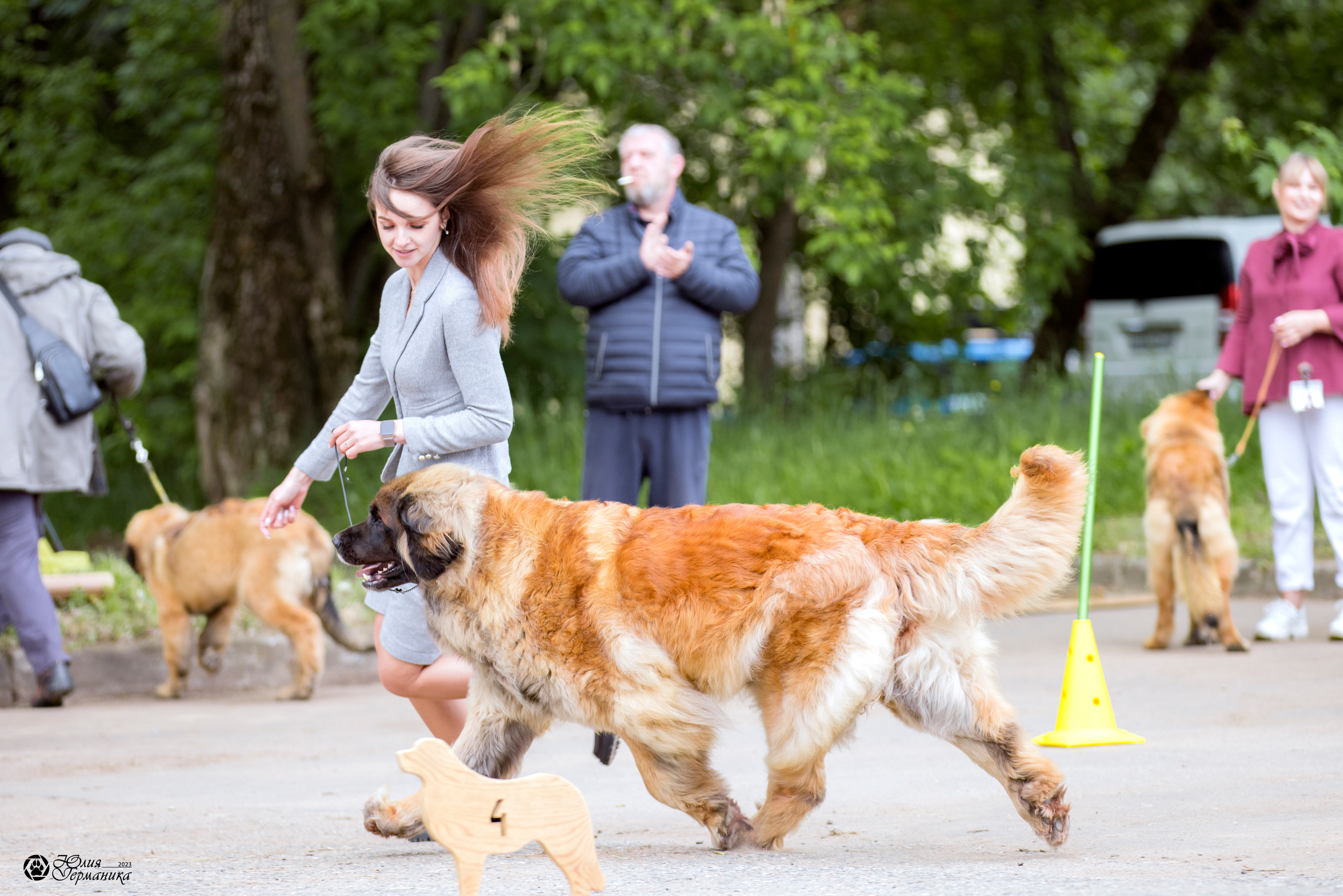 Националка Леонбергеров 28.05.2023. Фотограф-анималист Юлия Германика