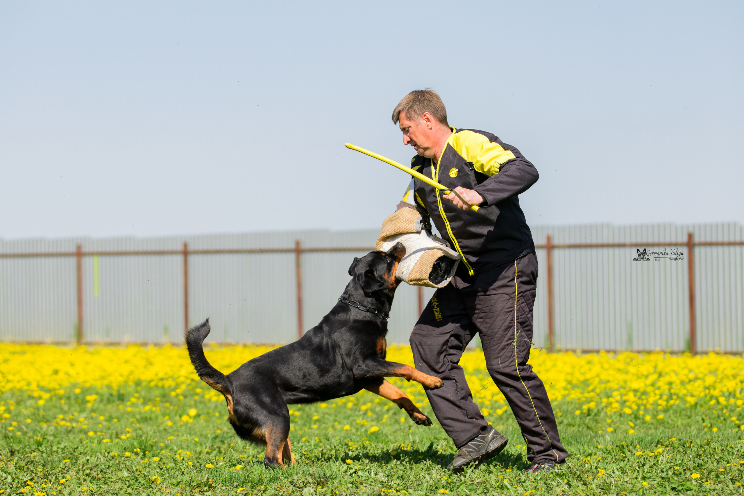 Нижний Новгород моно ротвейлеров 13.05.2023. Фотограф-анималист Юлия Германика