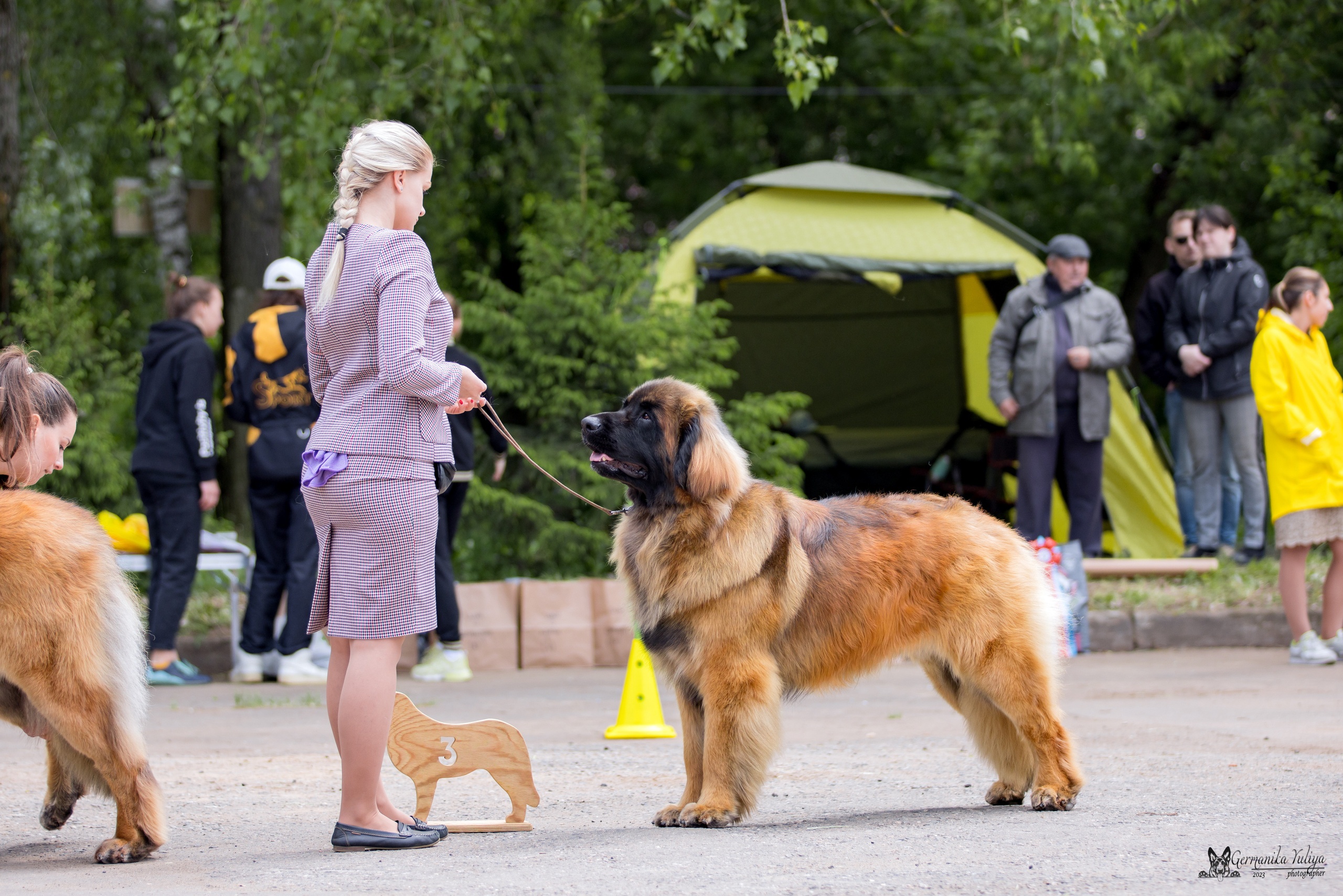 Националка Леонбергеров 28.05.2023. Фотограф-анималист Юлия Германика