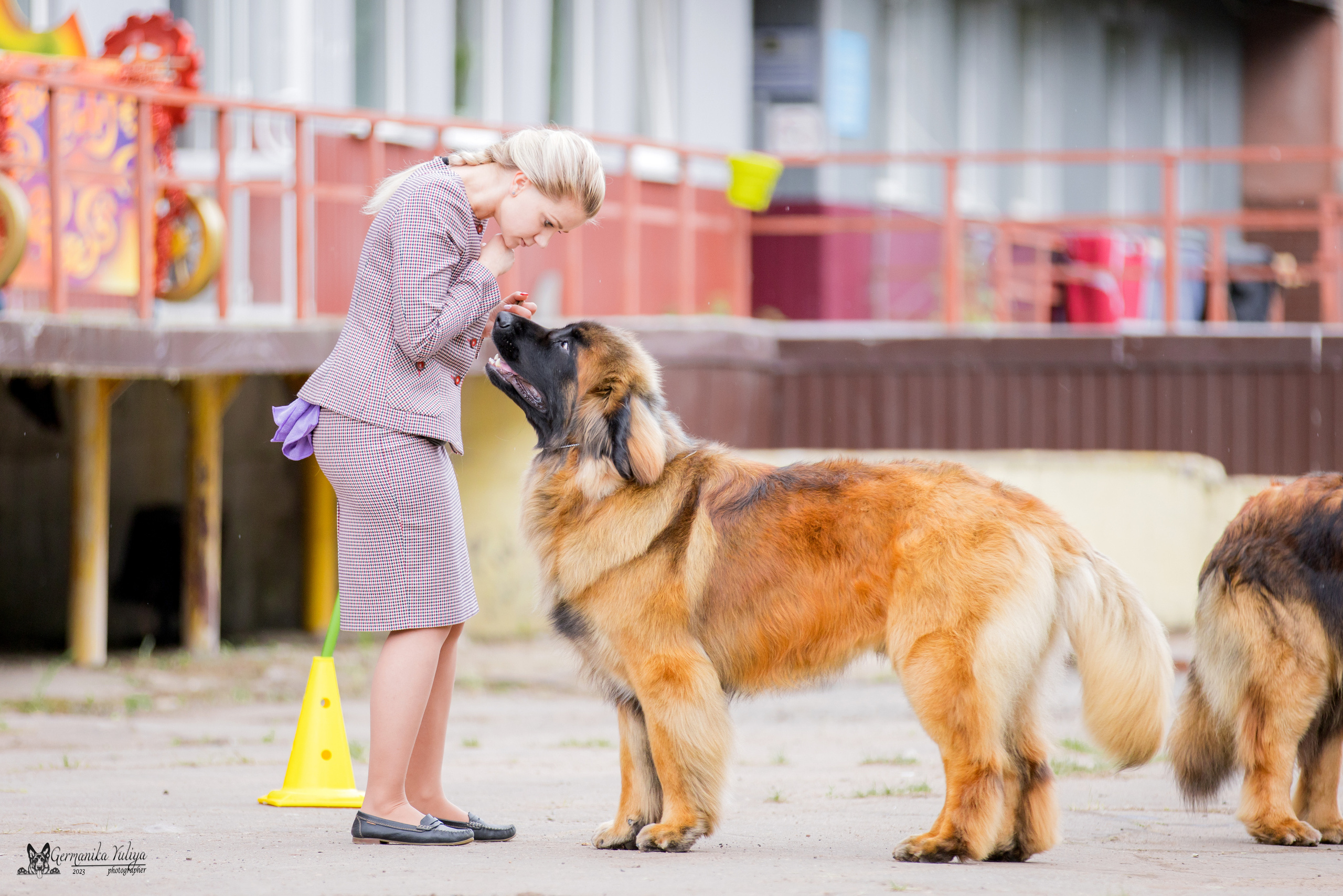 Националка Леонбергеров 28.05.2023. Фотограф-анималист Юлия Германика