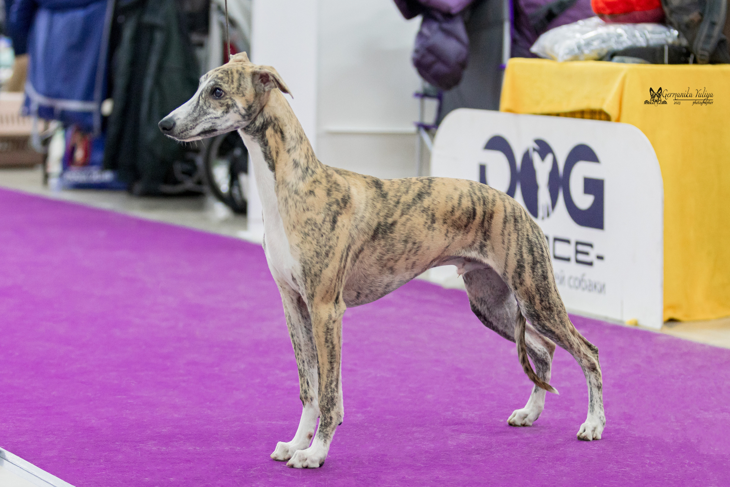 Сфера+МД 8-9.04.2023. Фотограф-анималист Юлия Германика