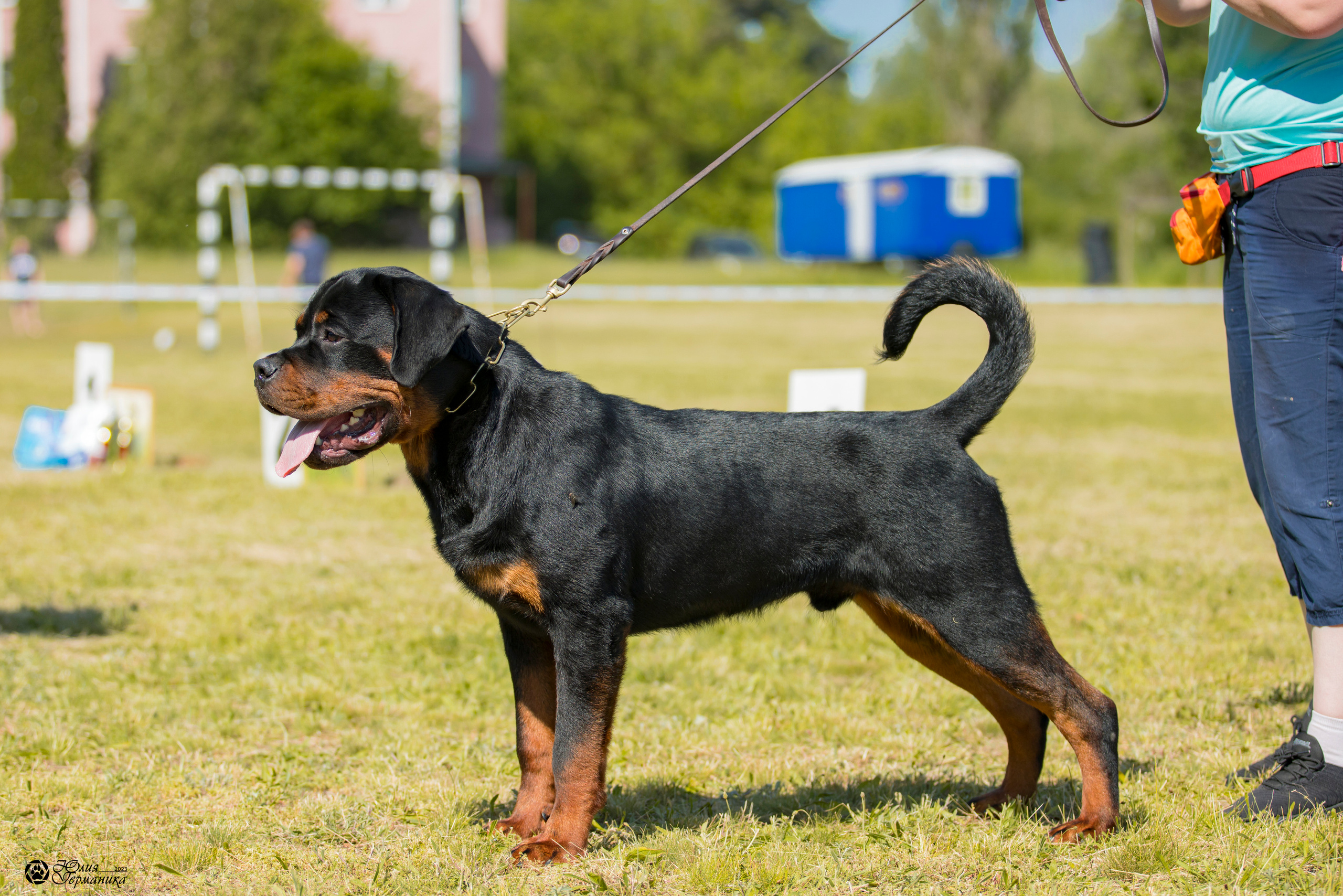 Воронеж 2хмоно ротвейлеров 3-4.06.2023. Фотограф-анималист Юлия Германика