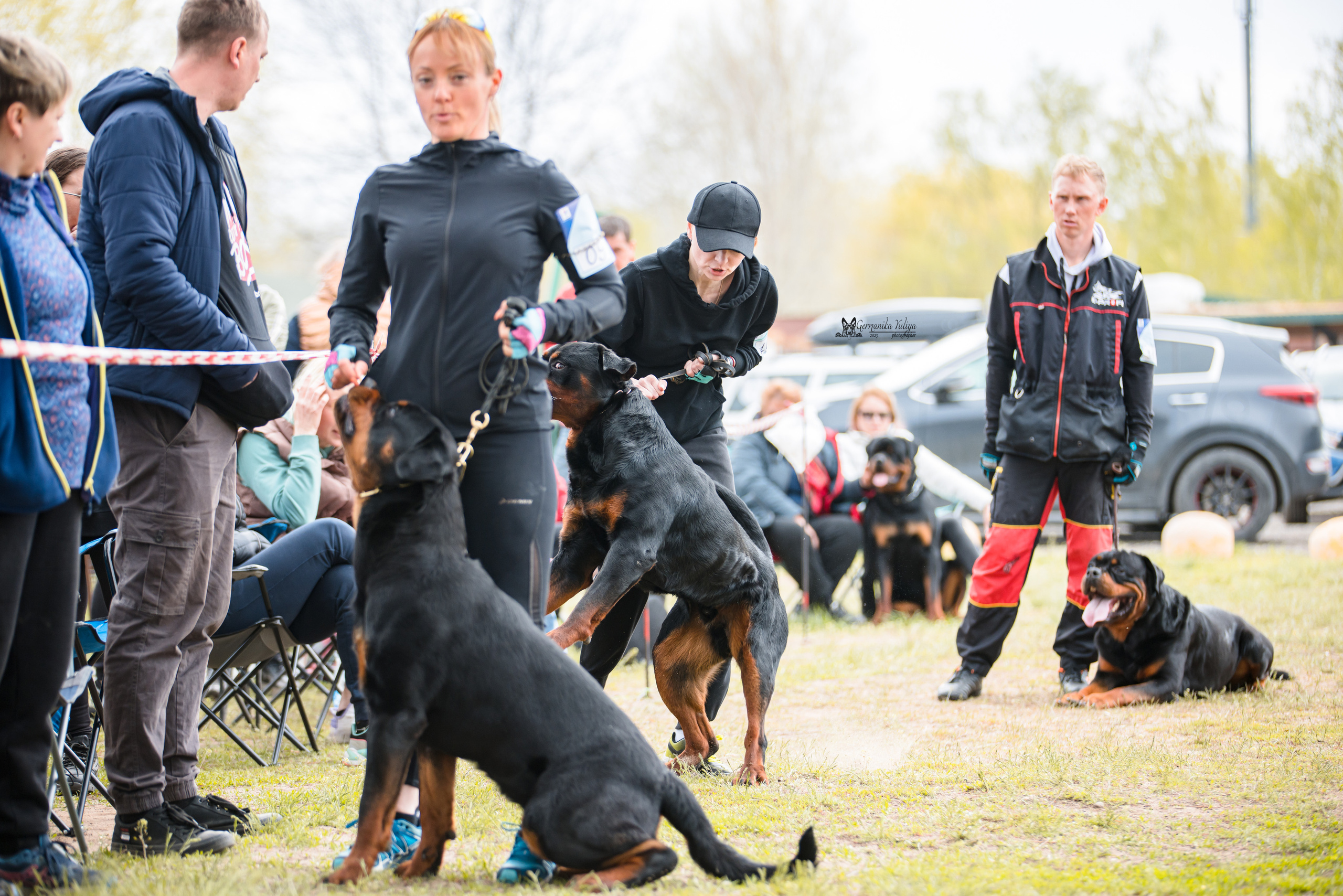 Саратов 2хмоно ротвейлеров 22-23.04.2023. Фотограф-анималист Юлия Германика