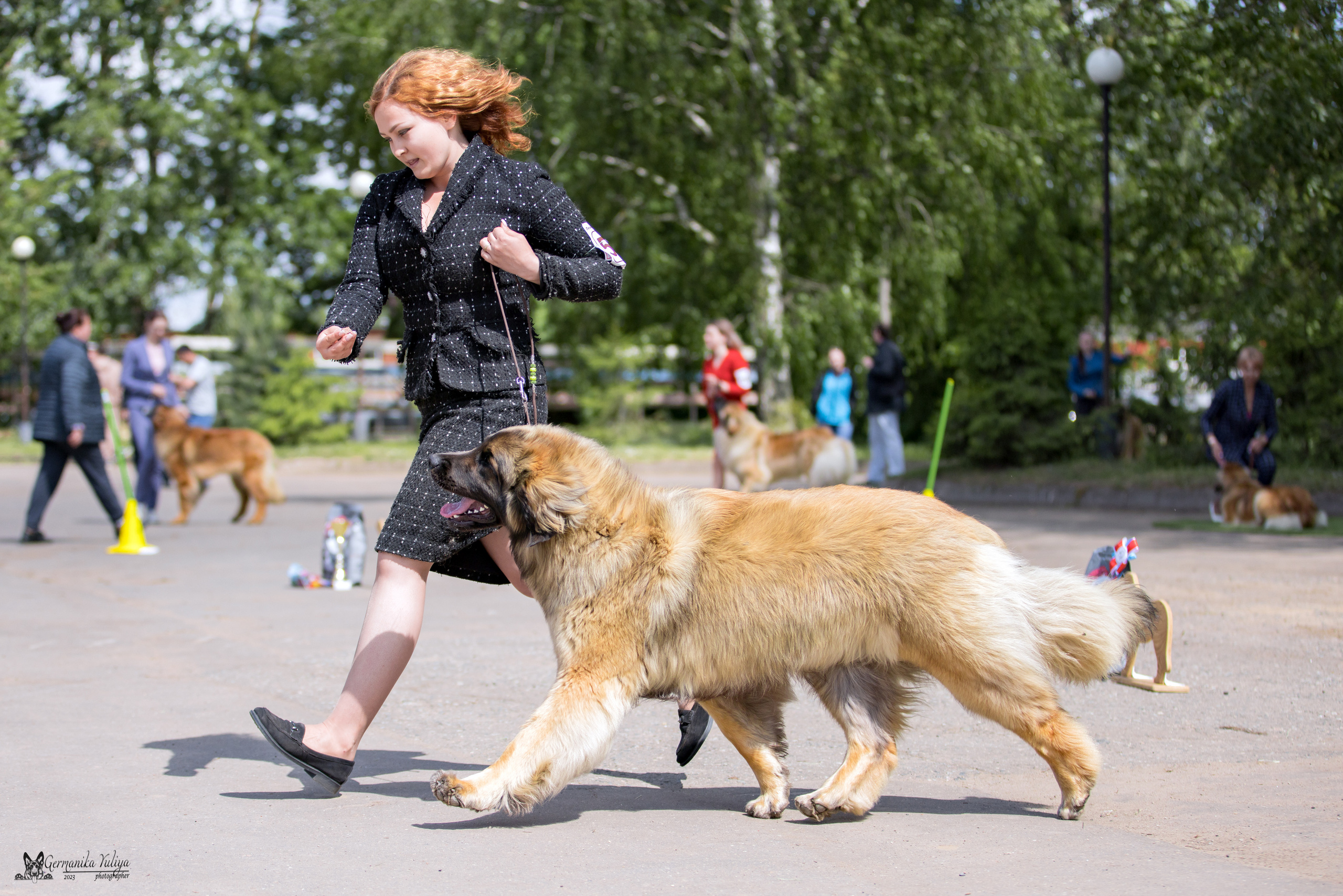 Националка Леонбергеров 28.05.2023. Фотограф-анималист Юлия Германика