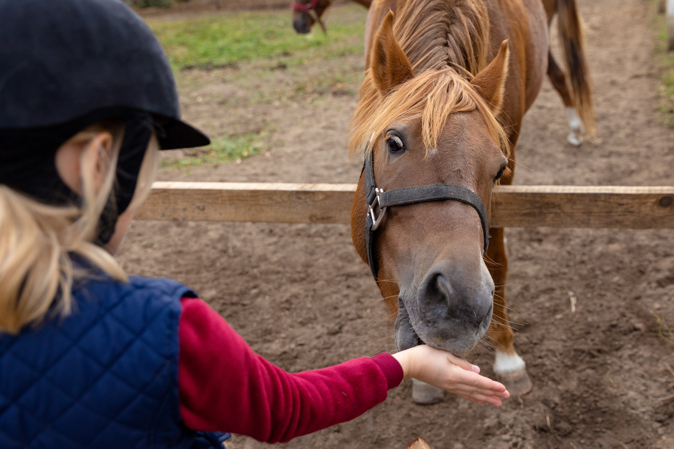 Конная тренировка Анастасии