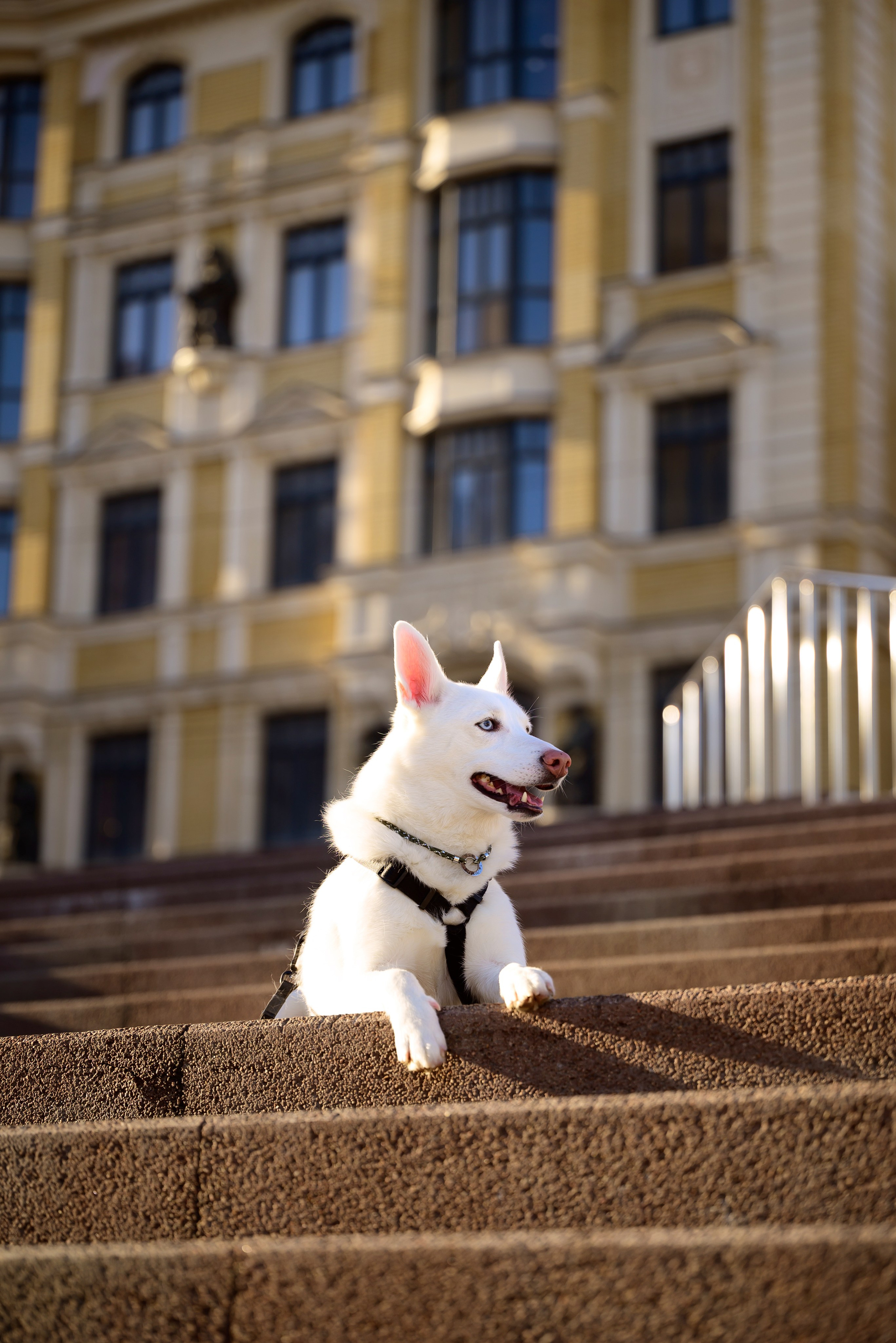 Geronimo.dogs. Мила Астахова