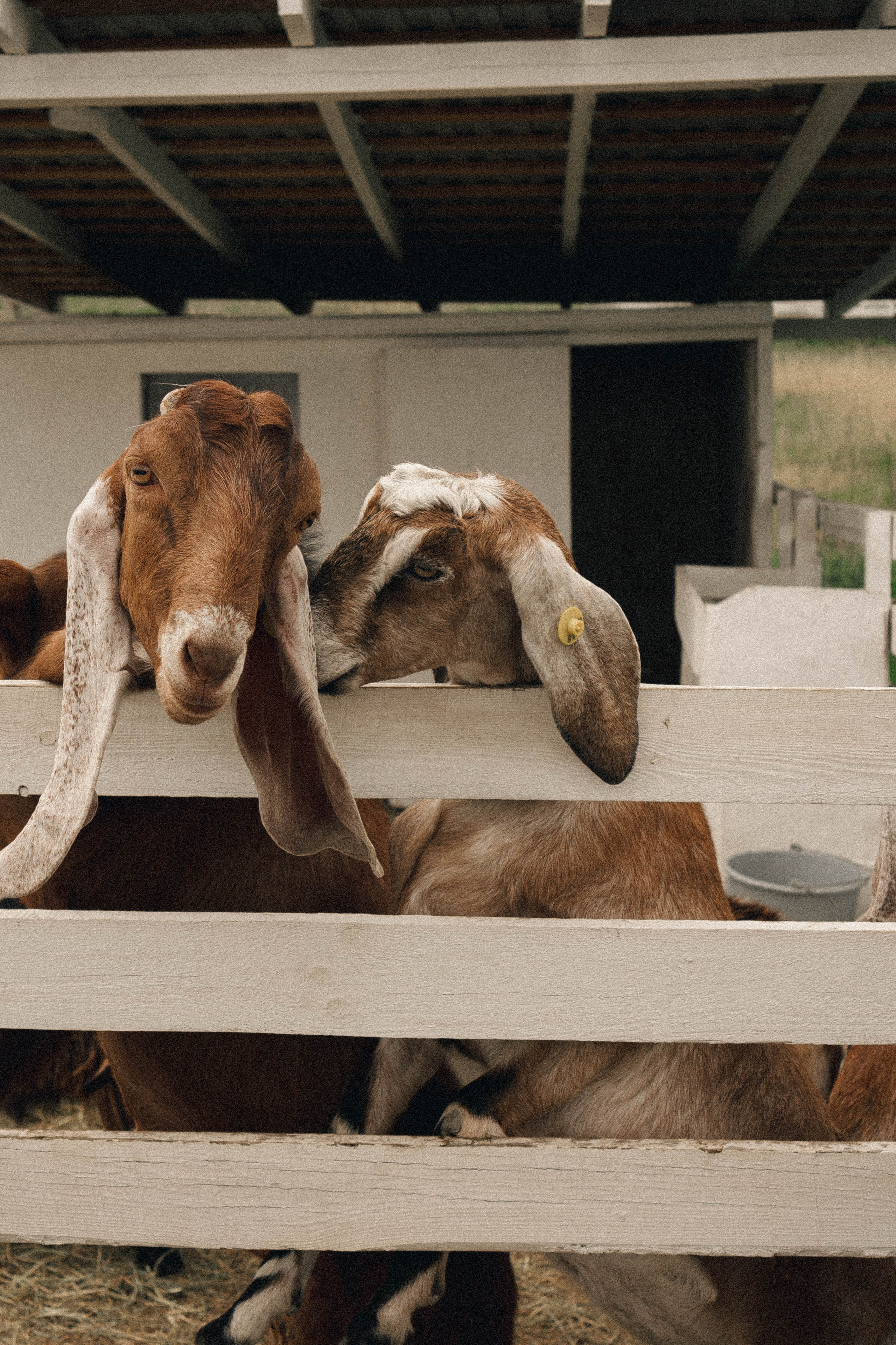 Ферма Альпак. Профессиональный фотограф, Санкт-Петербург — Виктория Богомолова