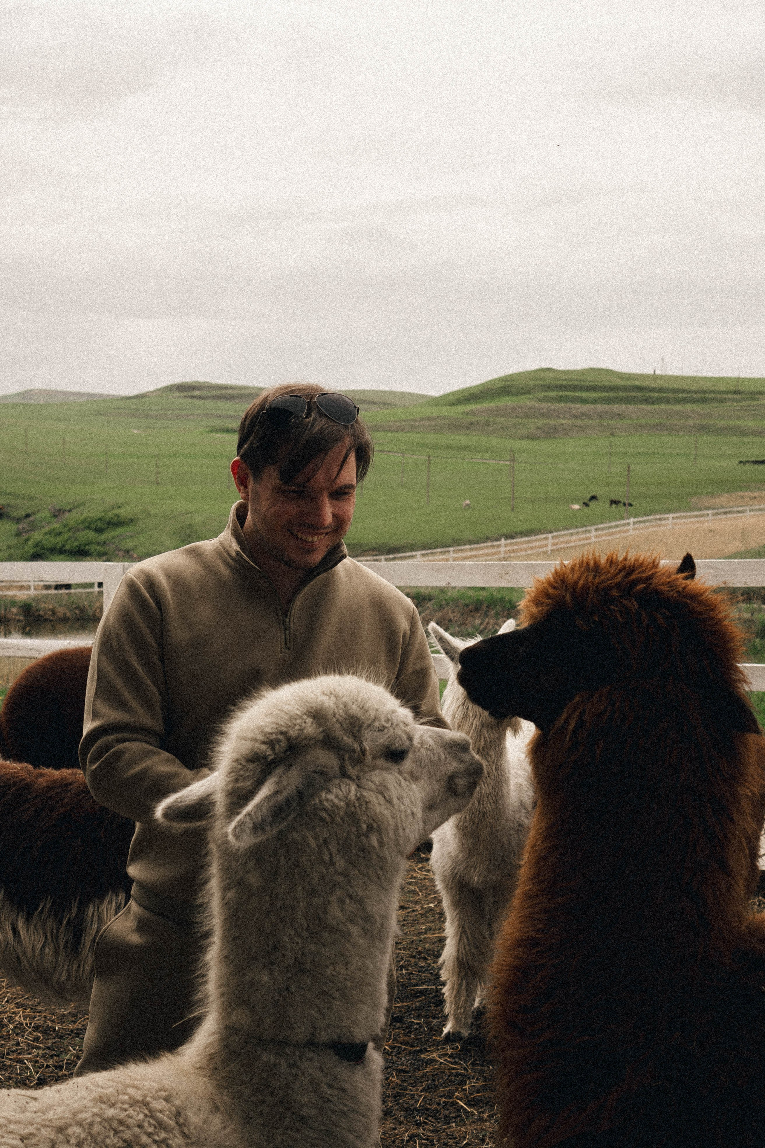 Ферма Альпак. Профессиональный фотограф, Санкт-Петербург — Виктория Богомолова