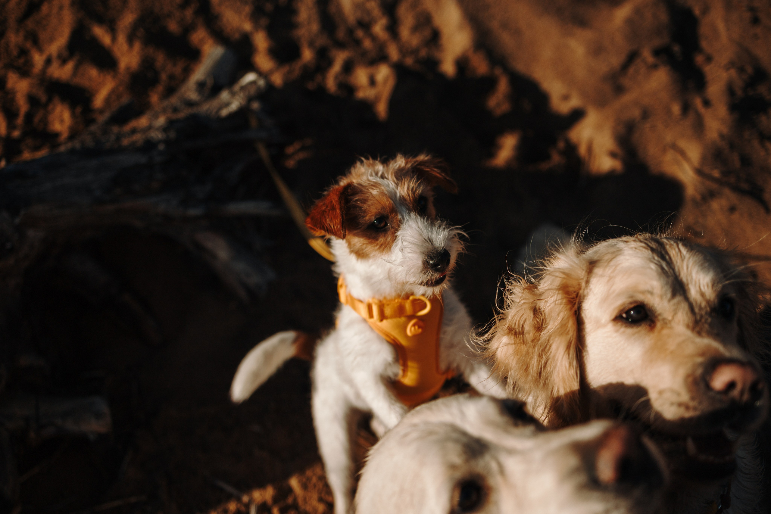 Катя и ее девочки. Фотограф — Анималист | Санкт-Петербург