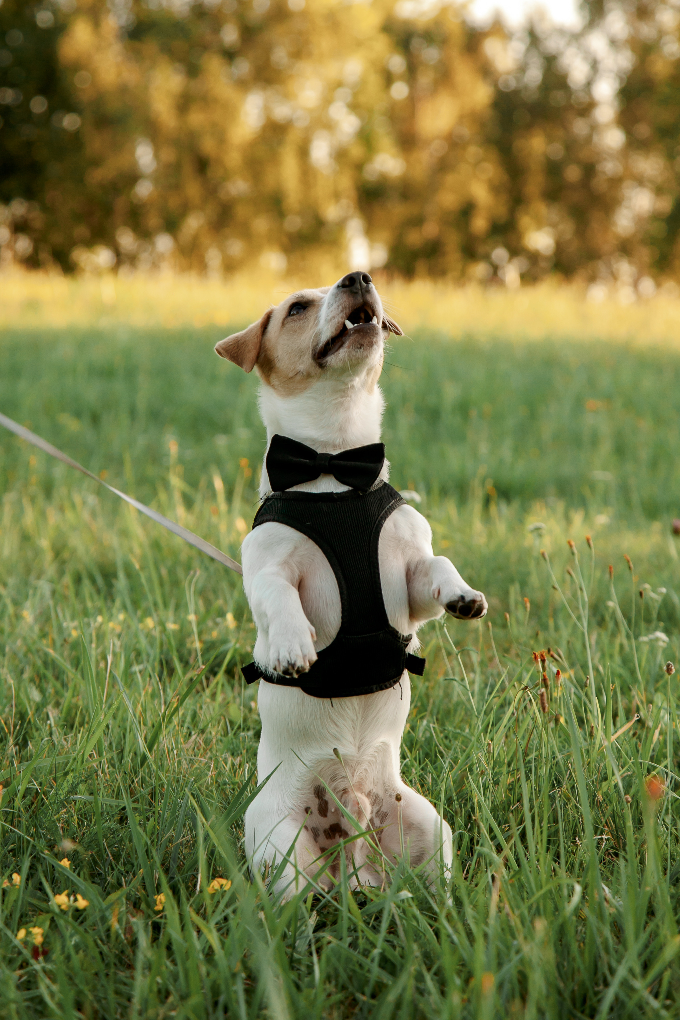 Юля, Артем, Андрей, Джек. Свадебный и семейный фотограф в Минске Духович Татьяна