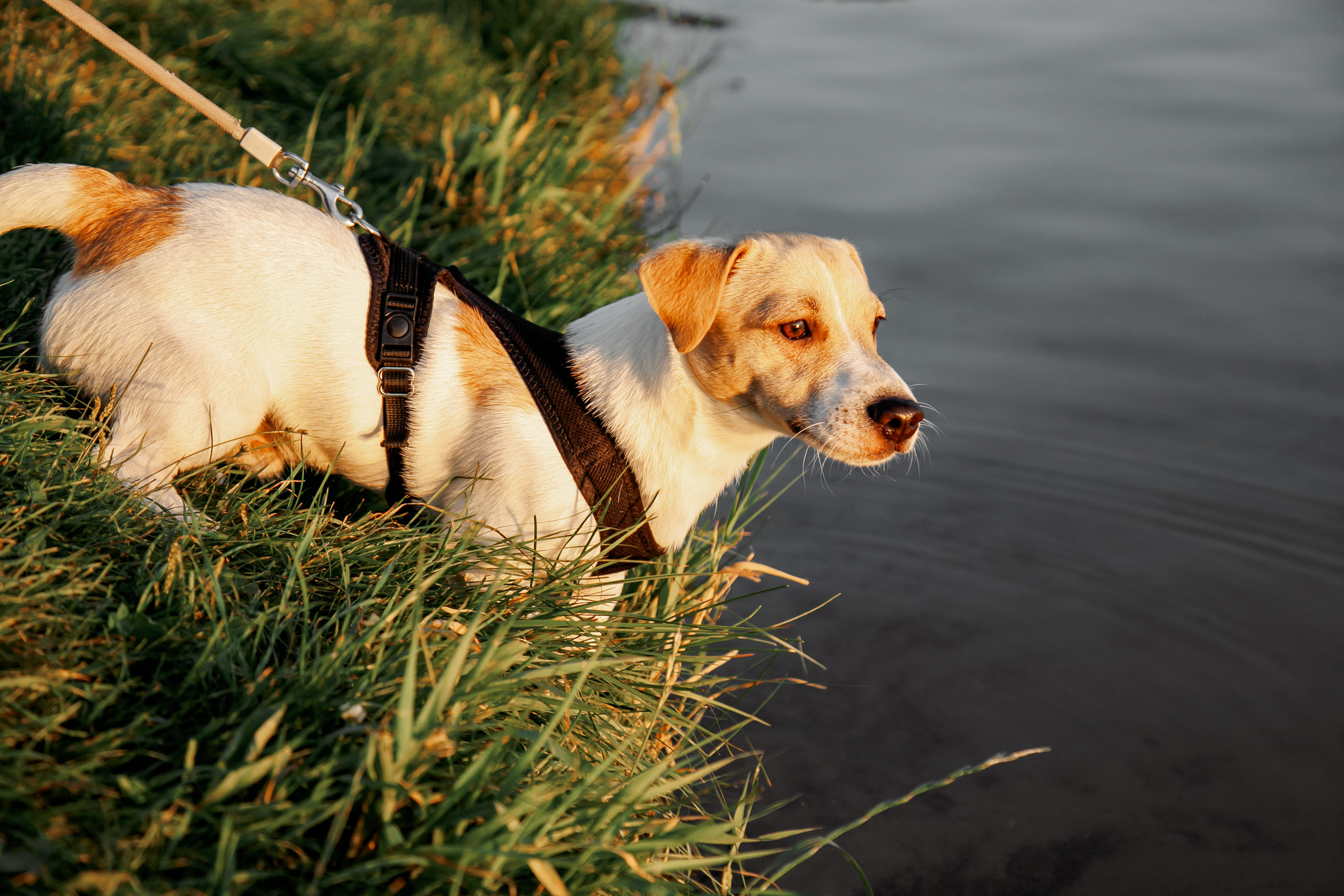 Юля, Артем, Андрей, Джек. Свадебный и семейный фотограф в Минске Духович Татьяна