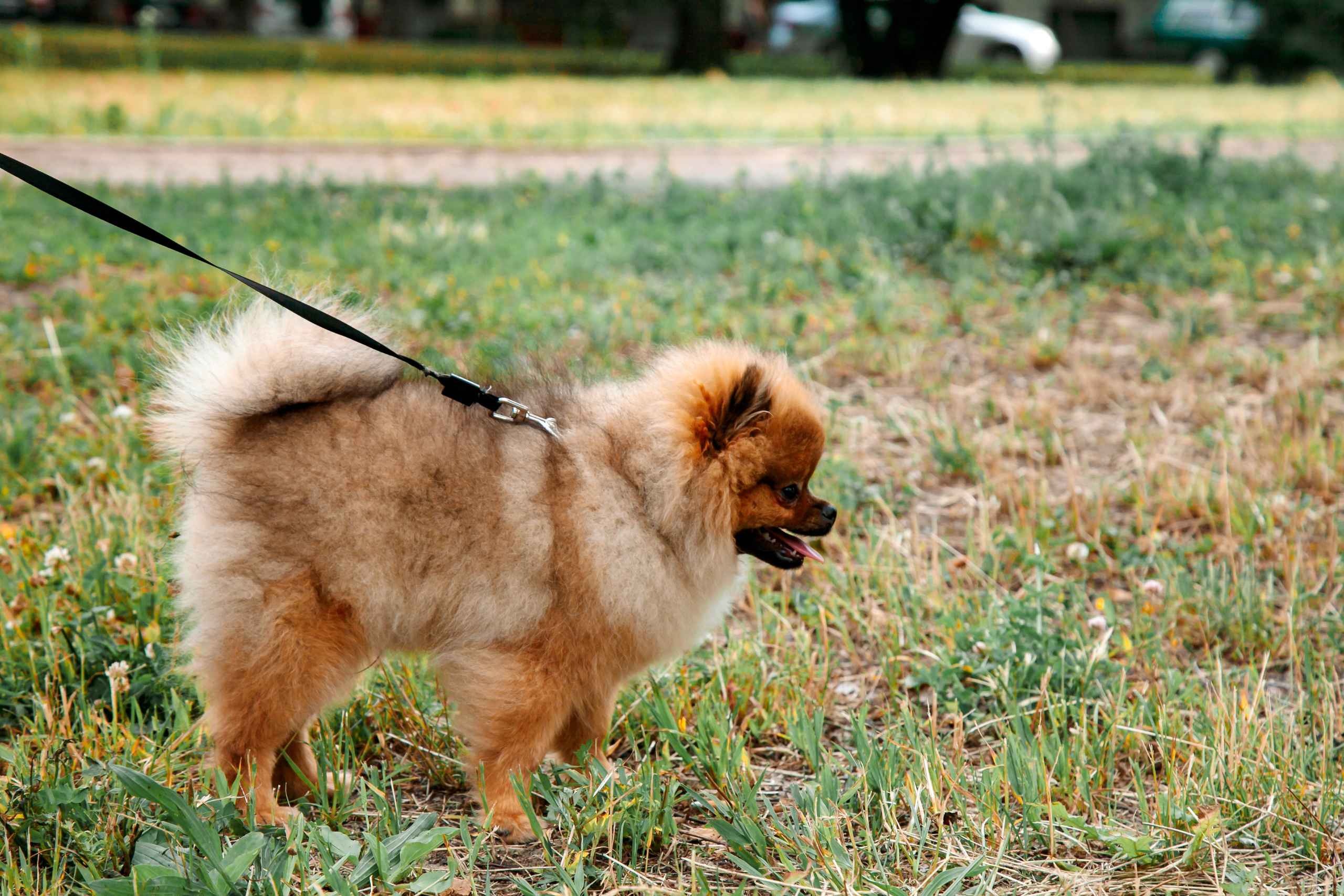 Диана, Юрий и Гуччи. Свадебный и семейный фотограф в Минске Духович Татьяна