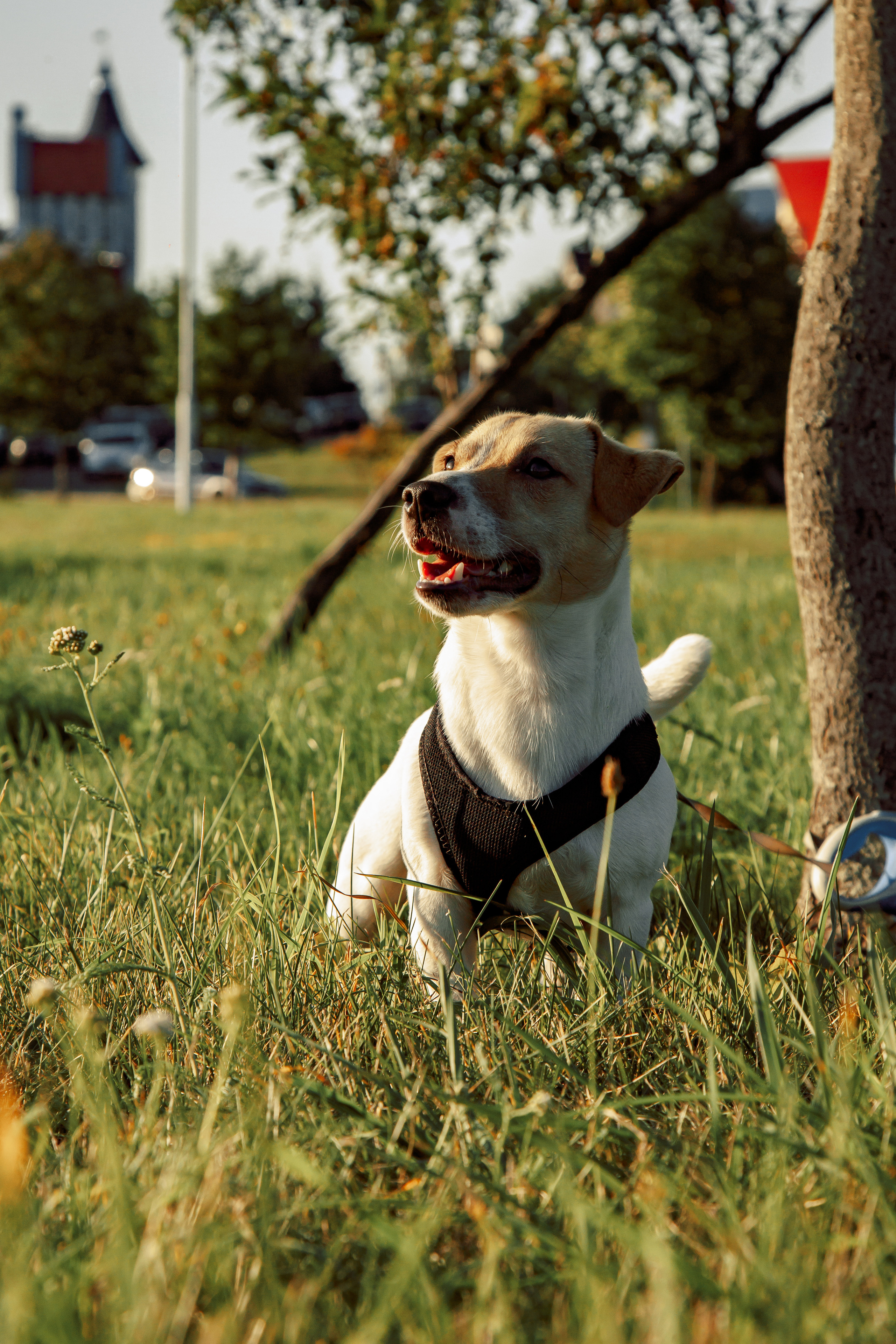 Юля, Артем, Андрей, Джек. Свадебный и семейный фотограф в Минске Духович Татьяна