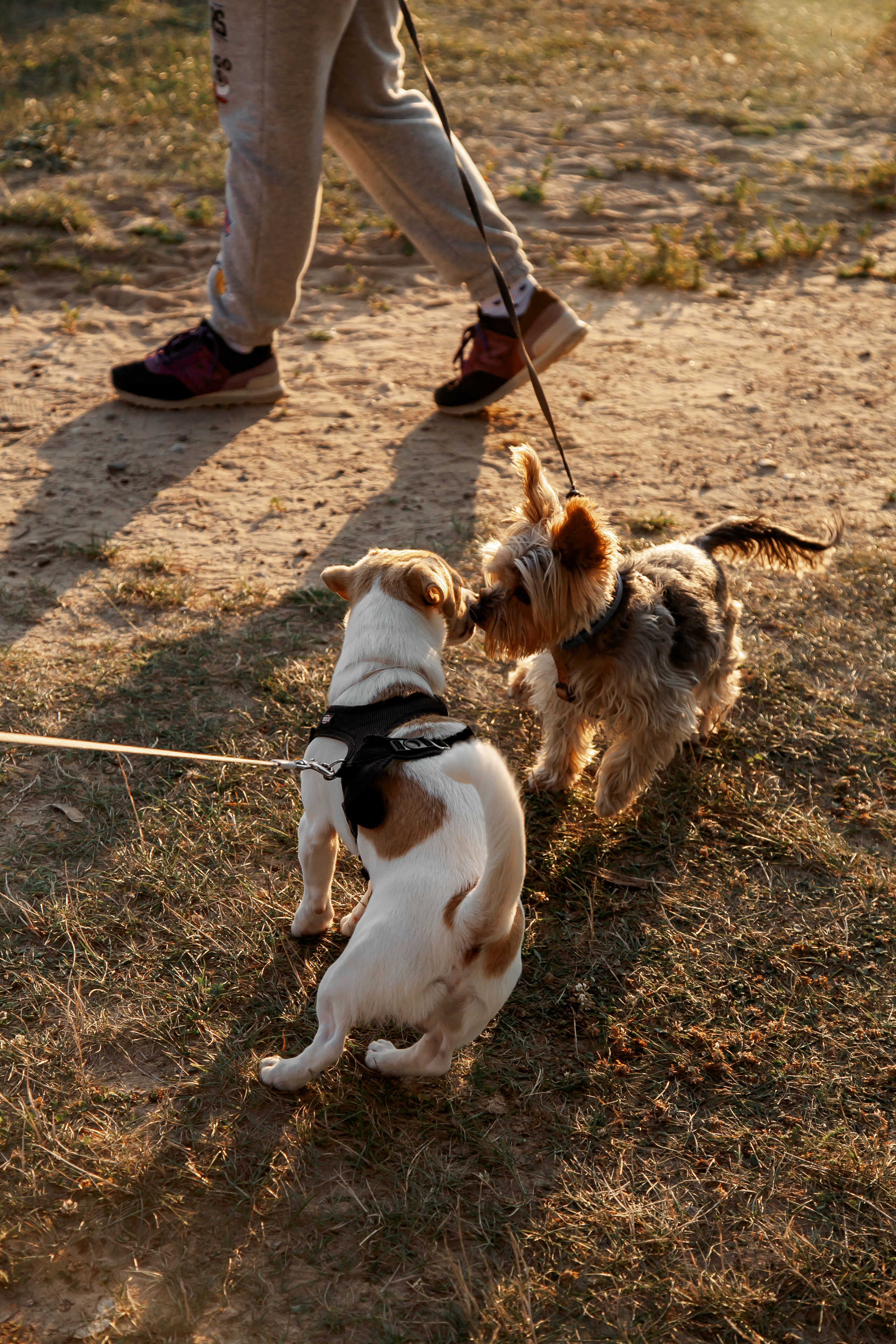Юля, Артем, Андрей, Джек. Свадебный и семейный фотограф в Минске Духович Татьяна
