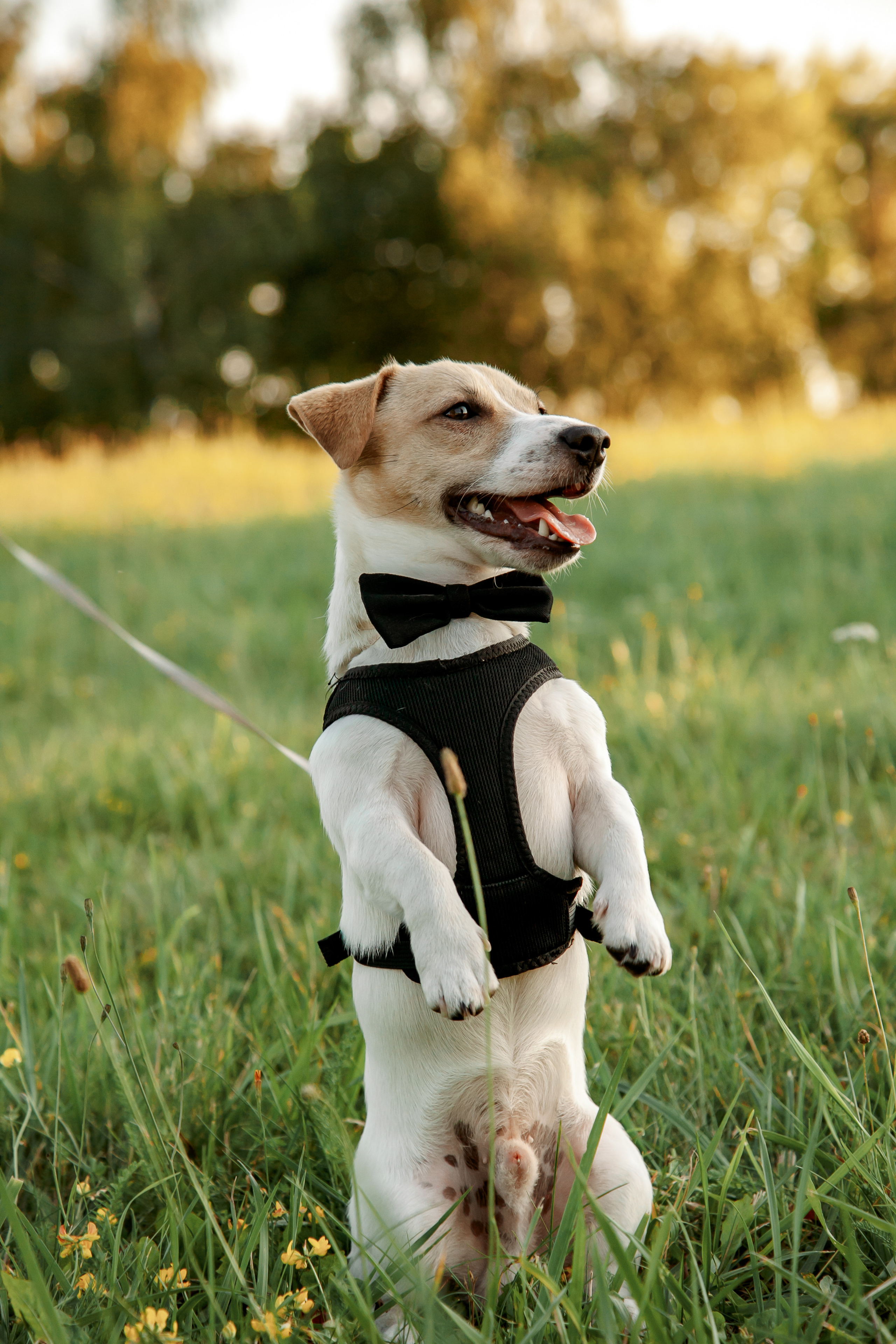 Юля, Артем, Андрей, Джек. Свадебный и семейный фотограф в Минске Духович Татьяна