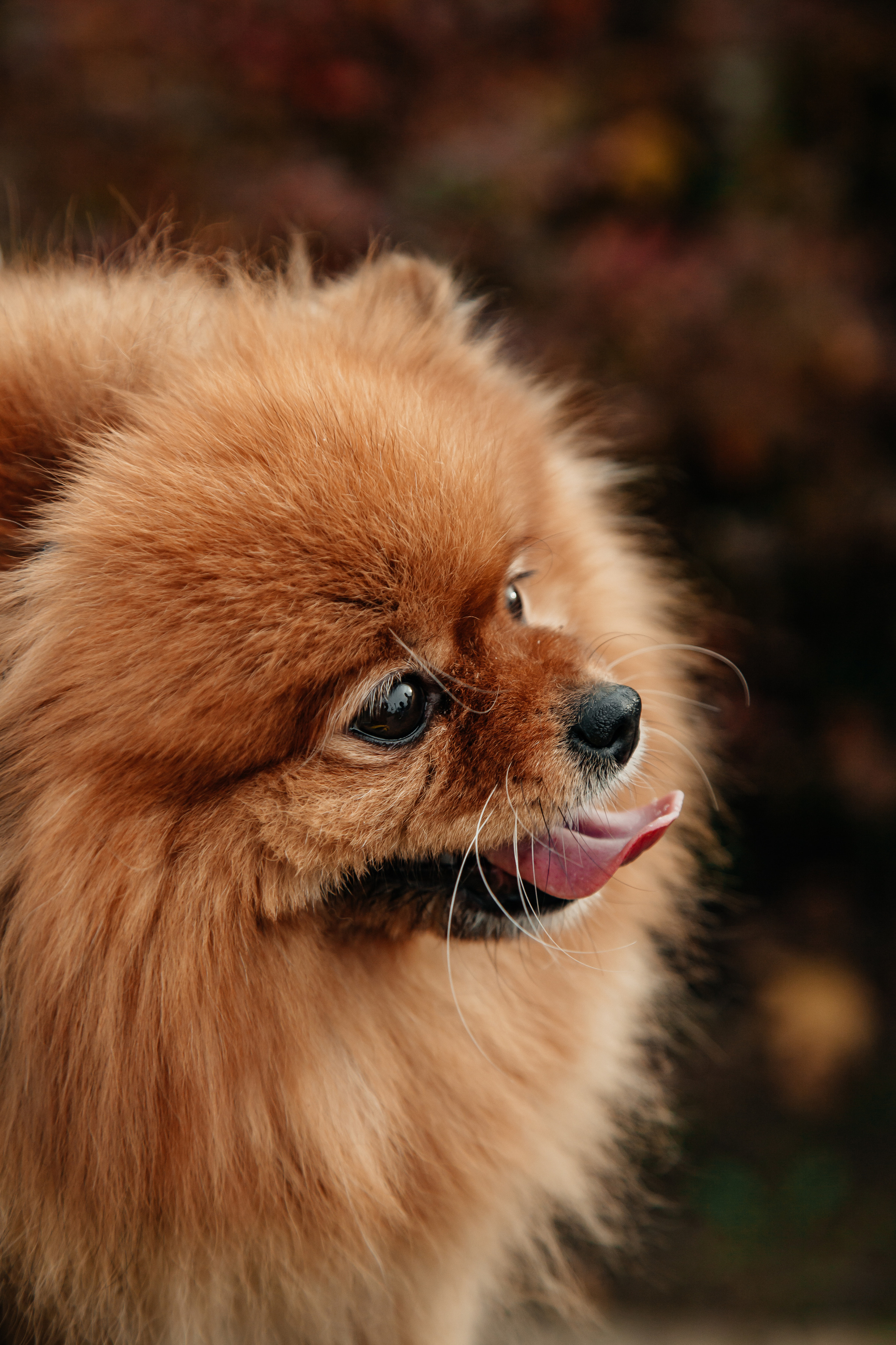 Татьяна, Игорь, Владислав, Никита. Свадебный и семейный фотограф в Минске Духович Татьяна