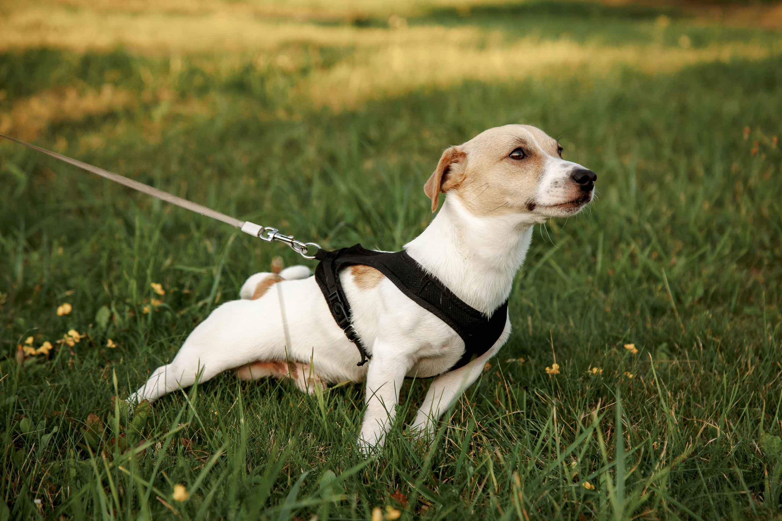 Юля, Артем, Андрей, Джек. Свадебный и семейный фотограф в Минске Духович Татьяна