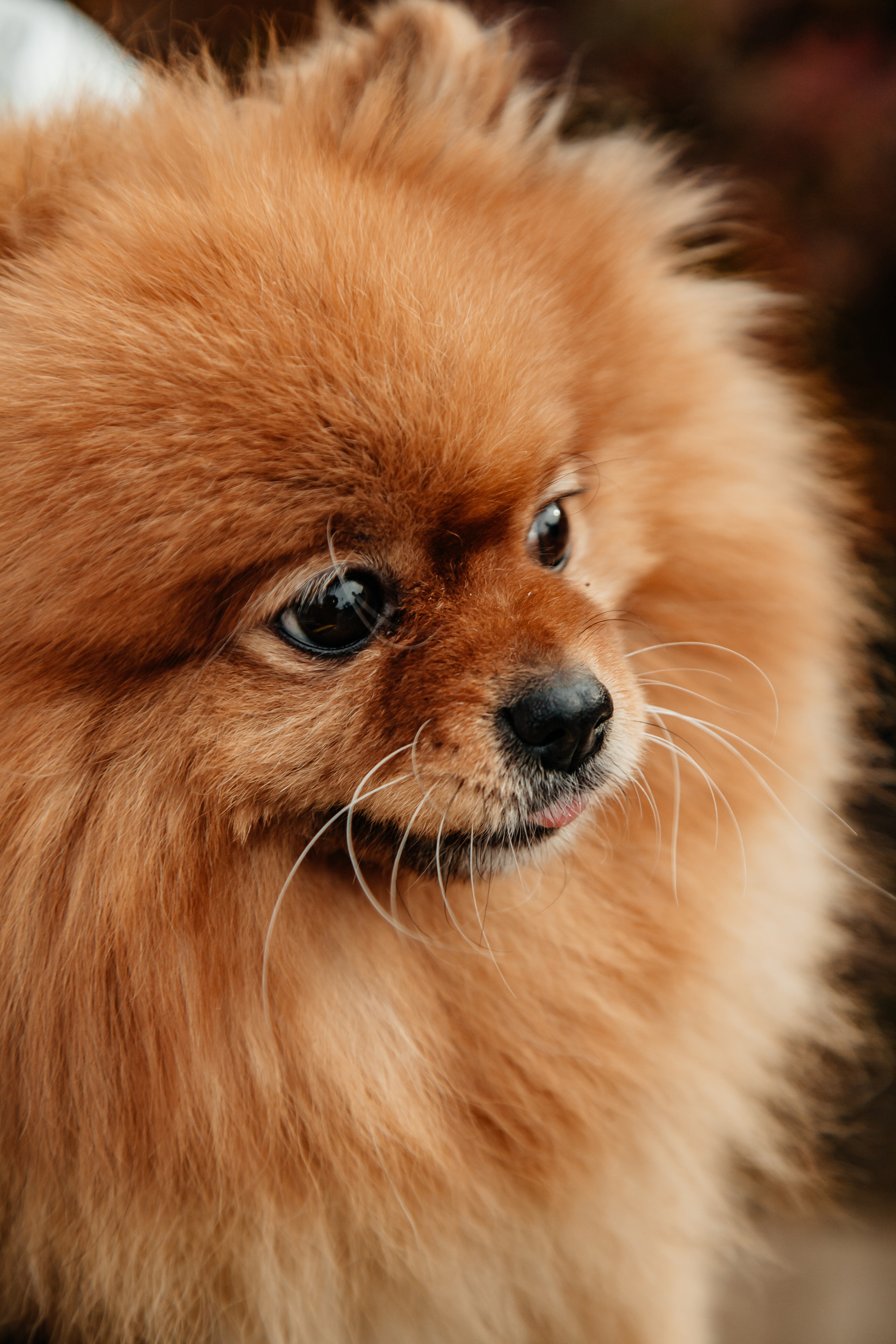 Татьяна, Игорь, Владислав, Никита. Свадебный и семейный фотограф в Минске Духович Татьяна