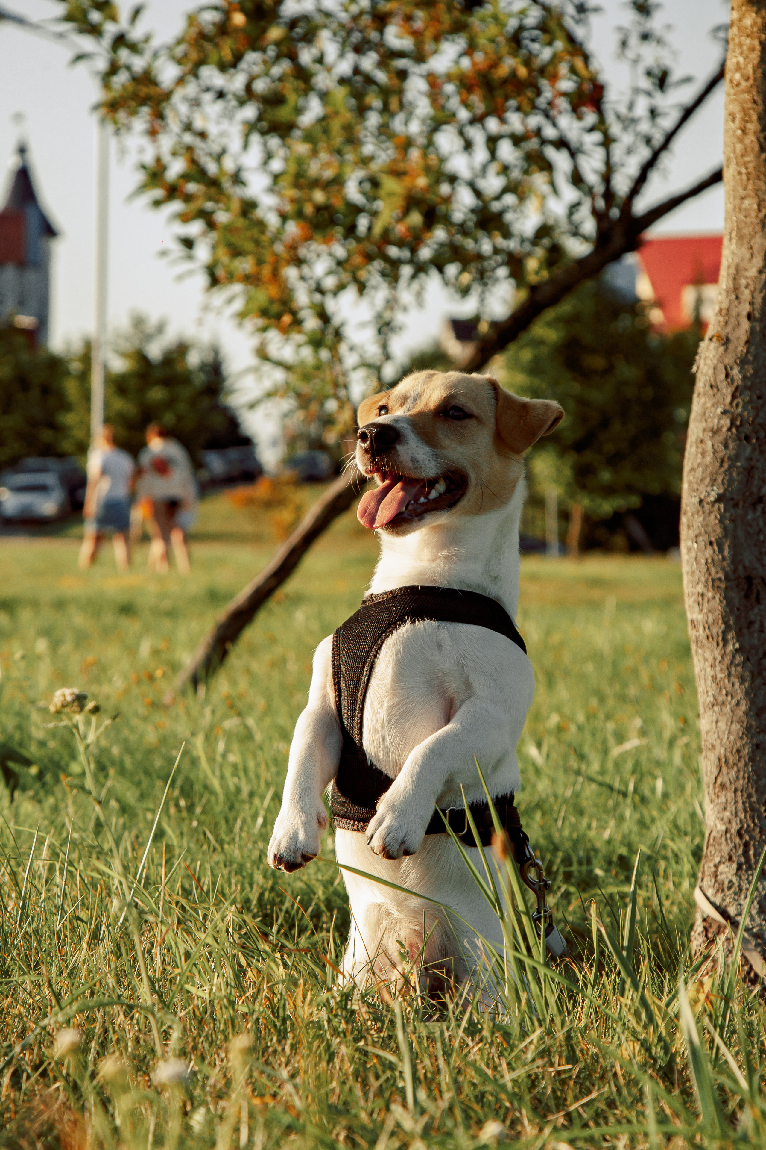 Юля, Артем, Андрей, Джек. Свадебный и семейный фотограф в Минске Духович Татьяна