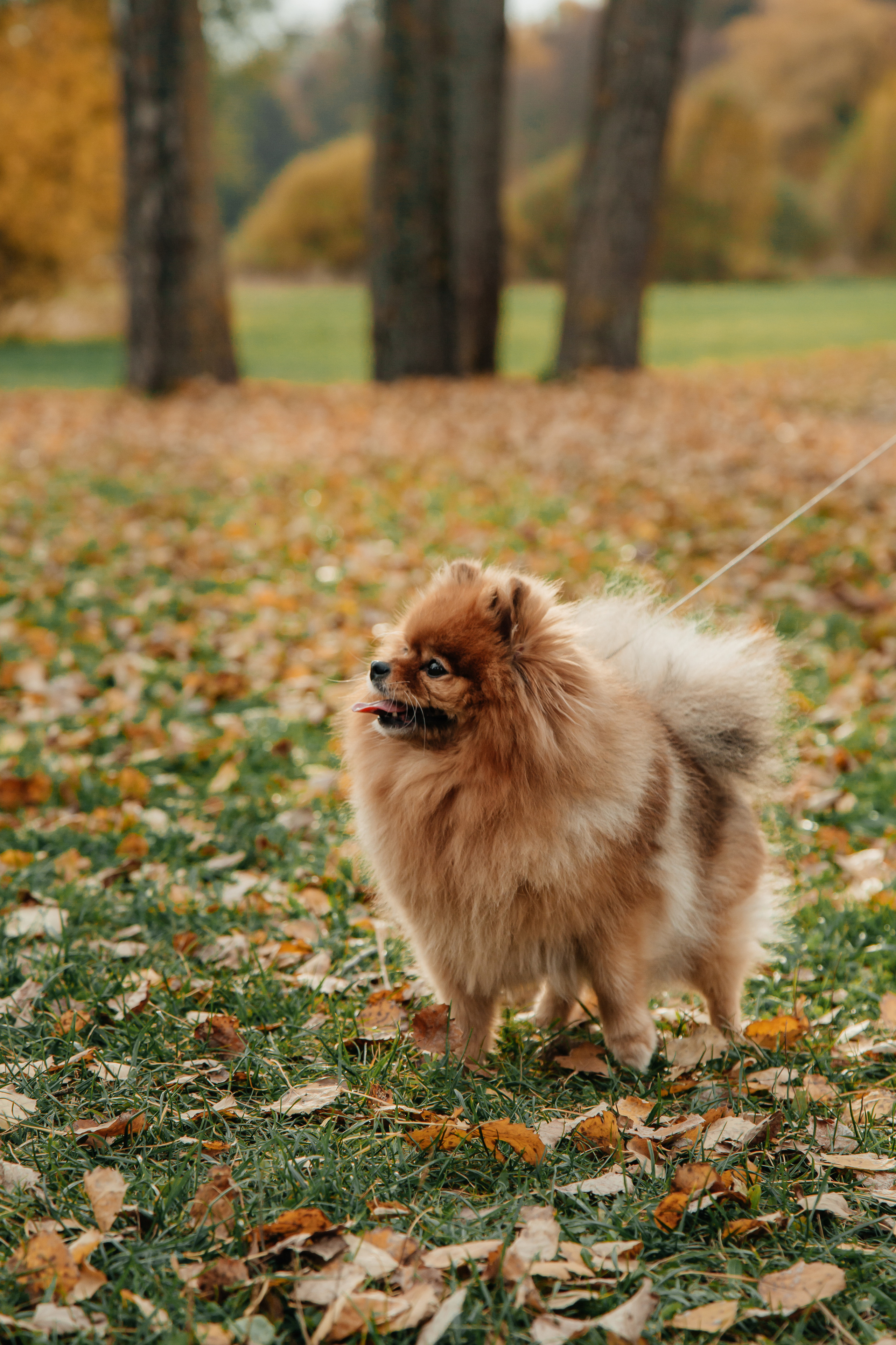 Татьяна, Игорь, Владислав, Никита. Свадебный и семейный фотограф в Минске Духович Татьяна