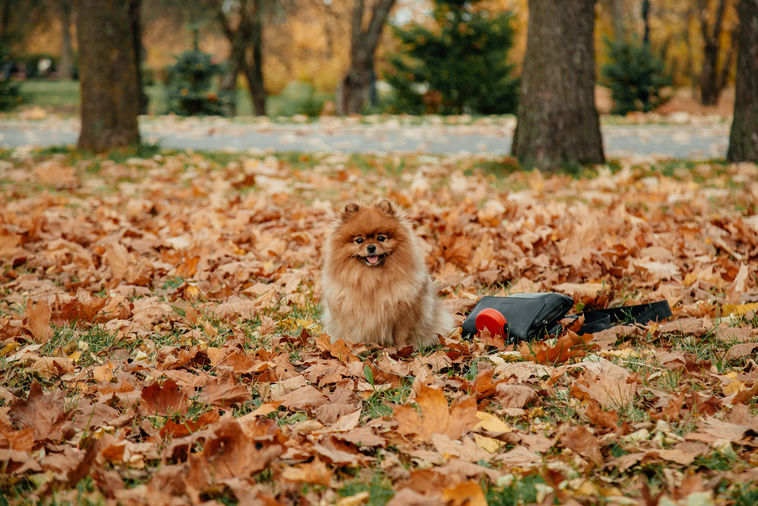 Татьяна, Игорь, Владислав, Никита. Свадебный и семейный фотограф в Минске Духович Татьяна